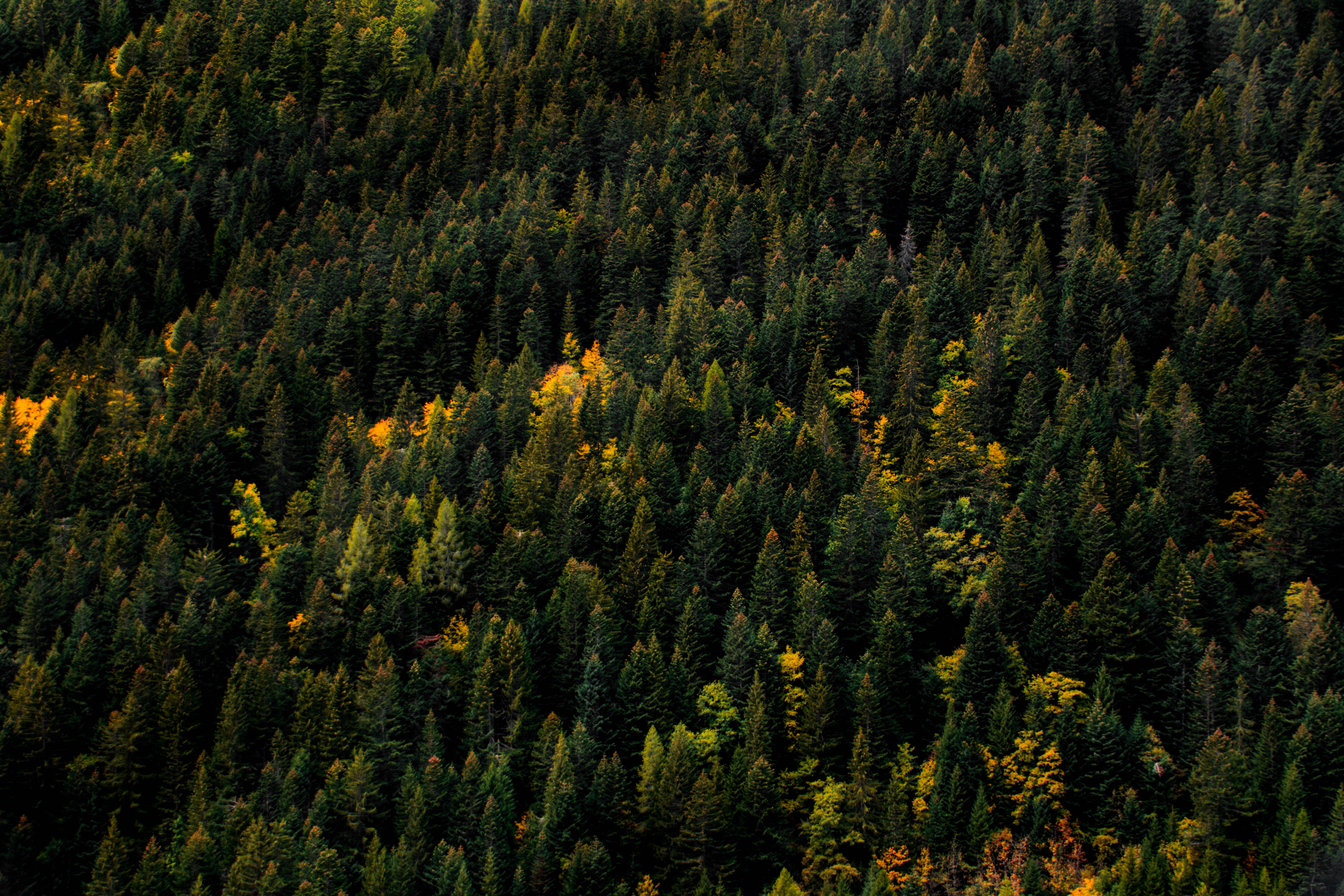 Скачать картинку Верхушки, Деревья, Вид Сверху, Лес, Природа, Осень в телефон бесплатно.