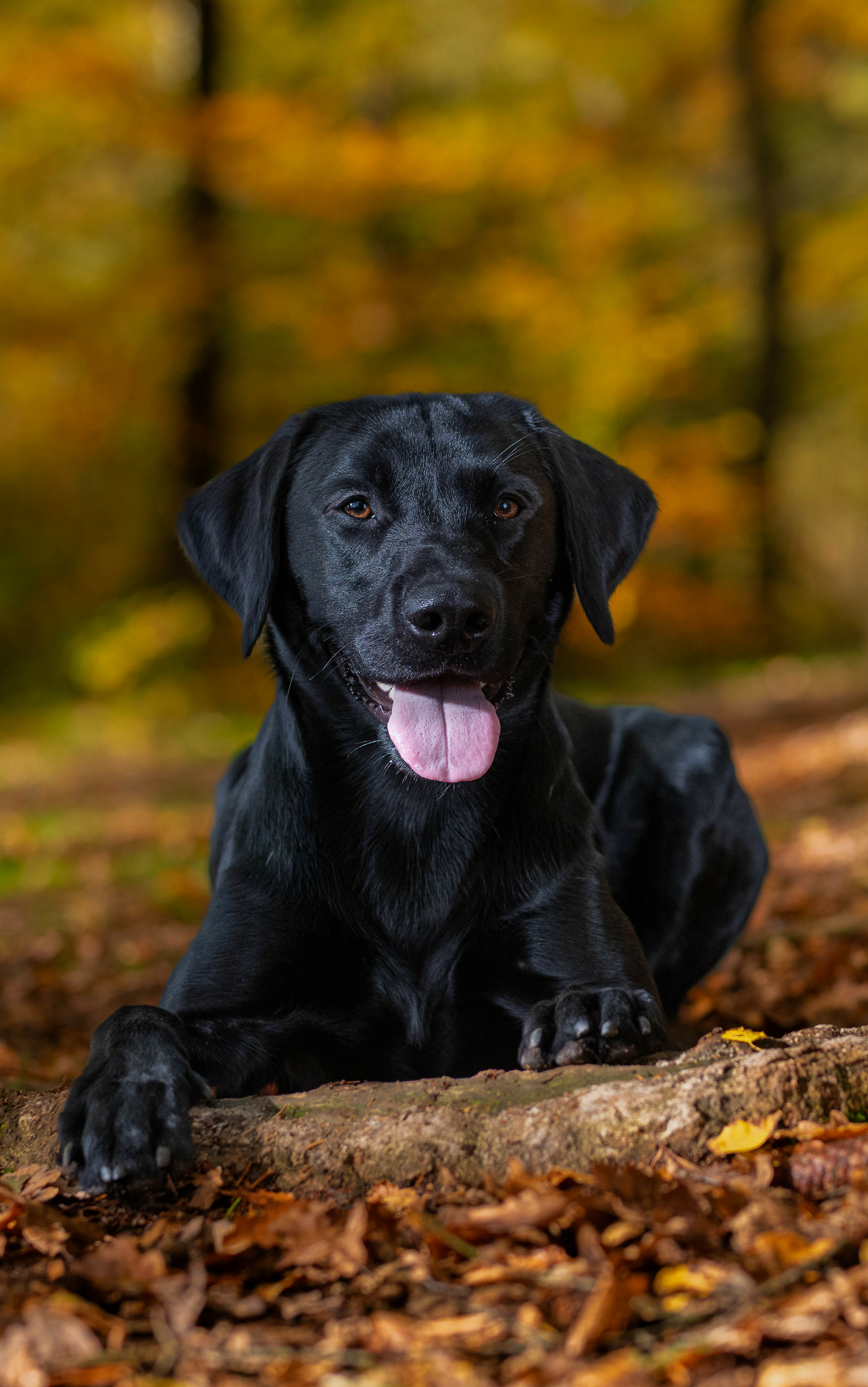 Free download wallpaper Dogs, Animal, Labrador Retriever on your PC desktop