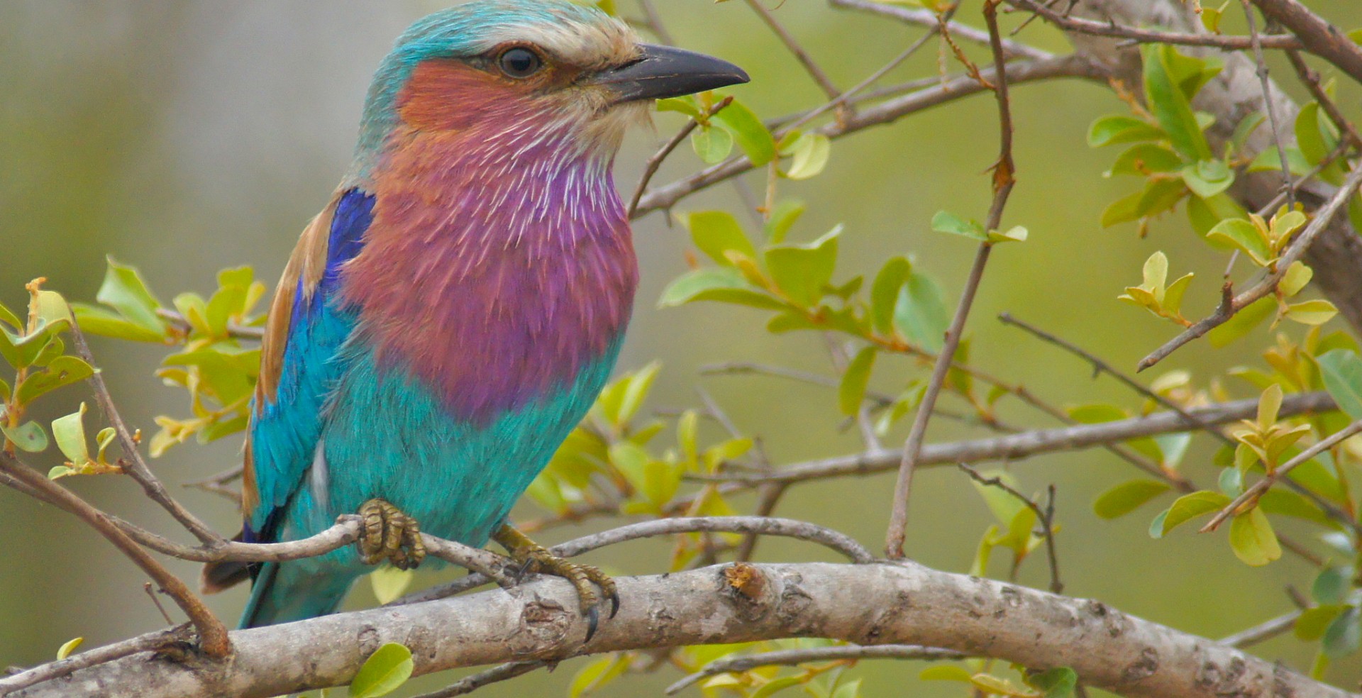 Descarga gratuita de fondo de pantalla para móvil de Animales, Rama, Aves, Ave.