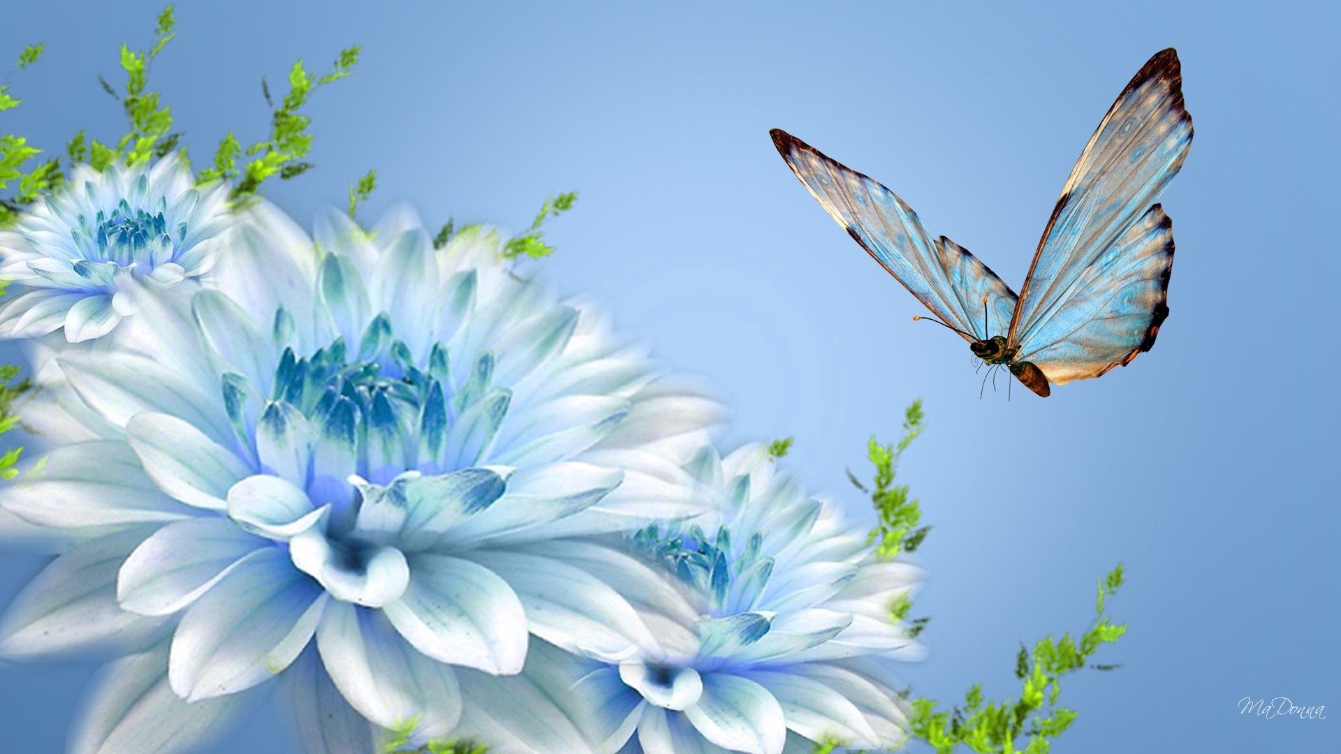 113528 descargar imagen flor, macro, vuelo, mariposa: fondos de pantalla y protectores de pantalla gratis