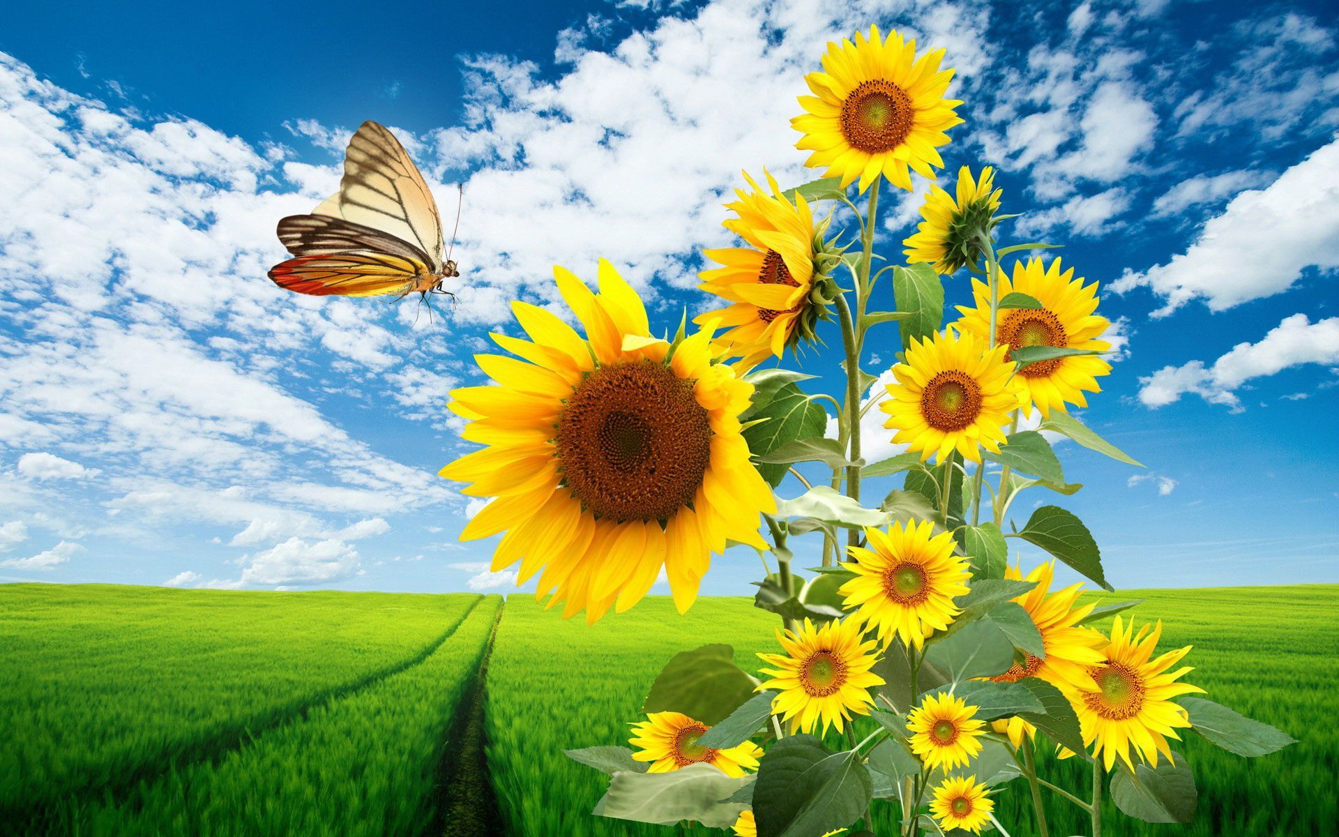 375134 завантажити шпалери весна, природа, трава, флауерзи, метелик, соняшник, поле, квітка, земля - заставки і картинки безкоштовно