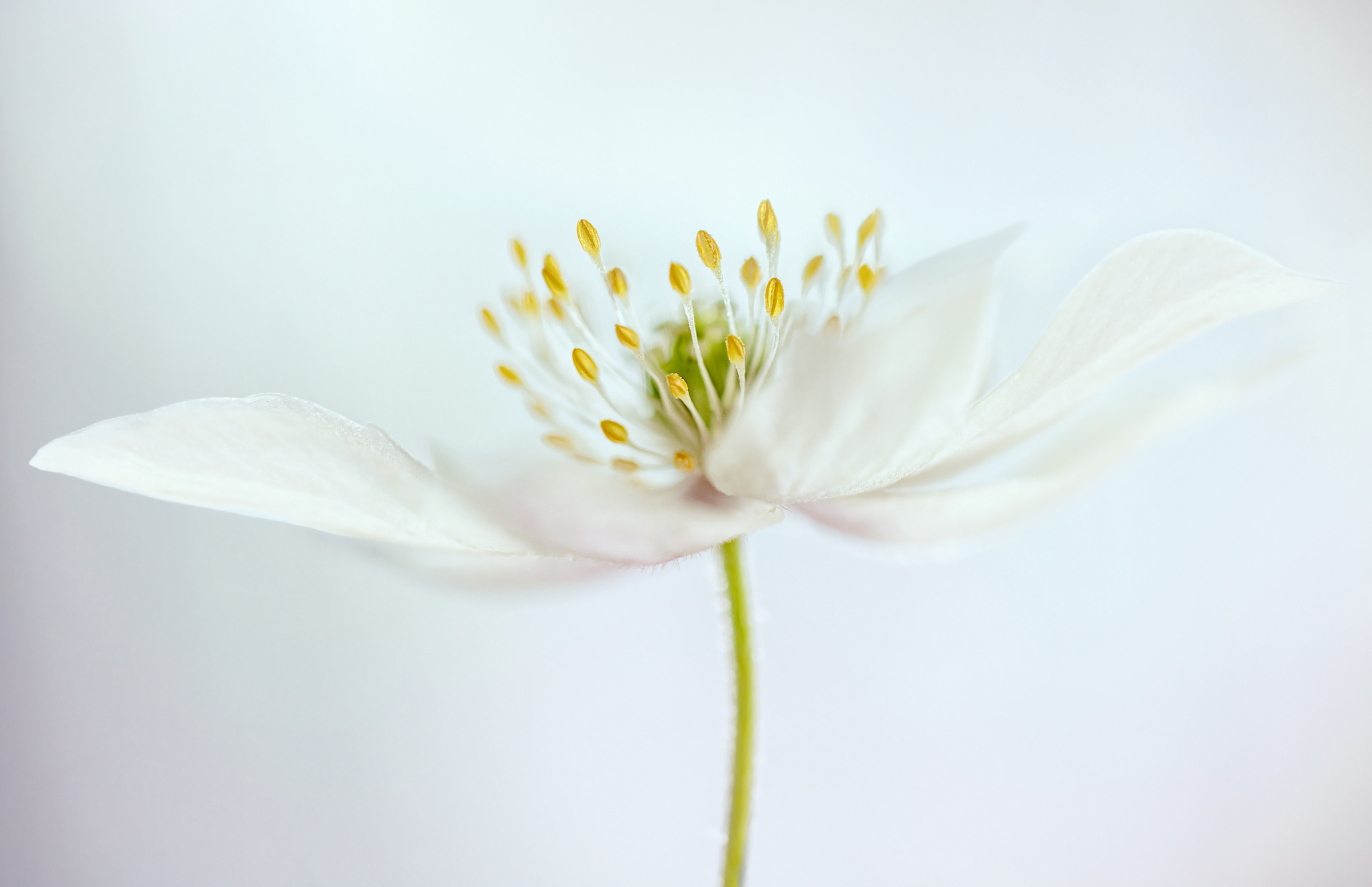 Download mobile wallpaper Nature, Flowers, Flower, Close Up, Earth, White Flower for free.