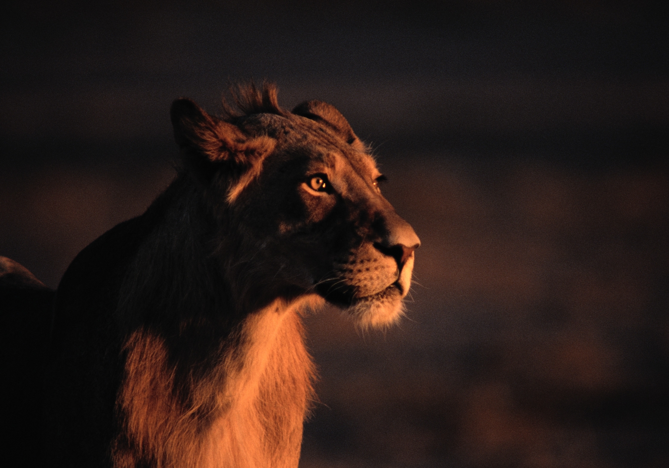 Descarga gratuita de fondo de pantalla para móvil de Animales, Gatos, León.