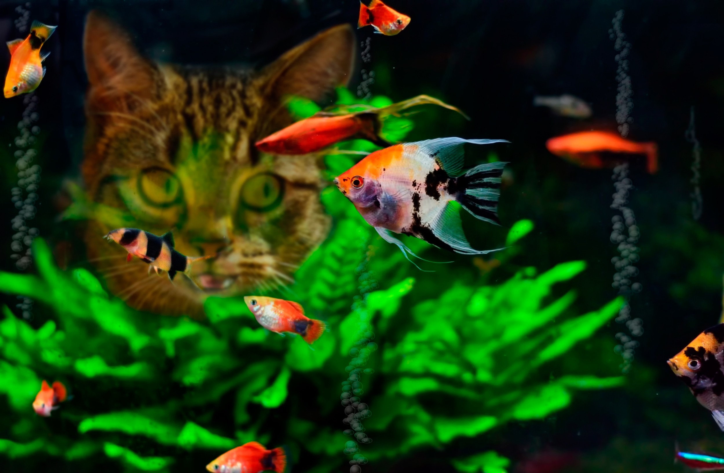 345336 завантажити шпалери акваріум, тварина, риба, водорості, кішка, риби - заставки і картинки безкоштовно