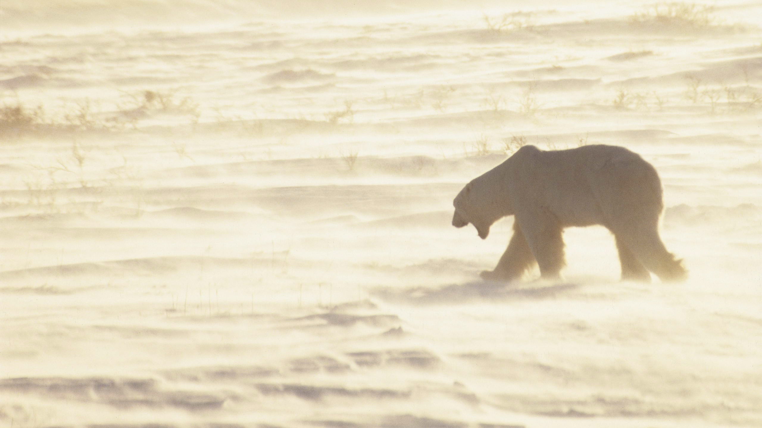 Baixe gratuitamente a imagem Ursos, Urso Polar, Animais na área de trabalho do seu PC