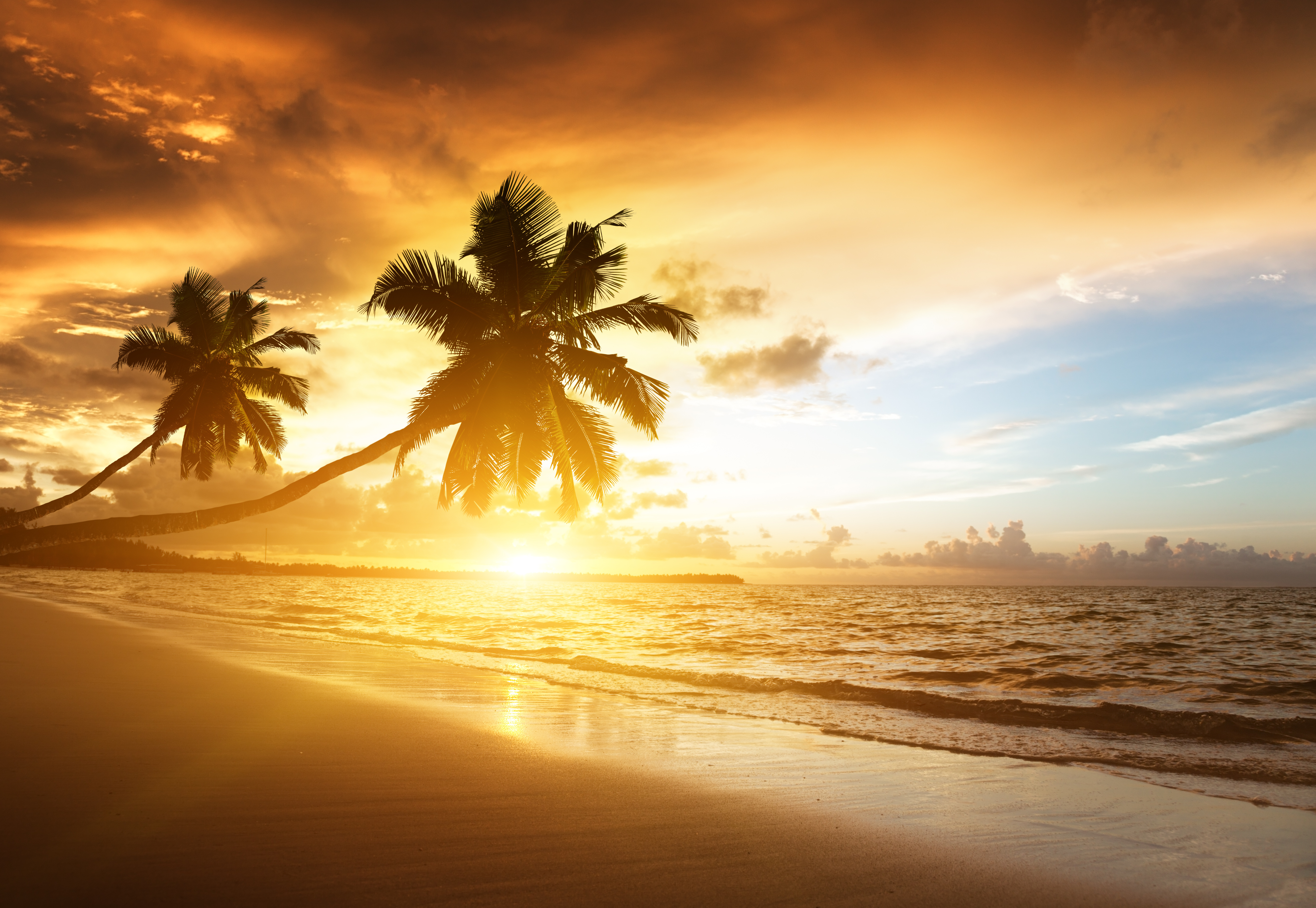 592561 descargar imagen amanecer, horizonte, tierra/naturaleza, playa, naturaleza, océano, palmera, arena, atardecer: fondos de pantalla y protectores de pantalla gratis