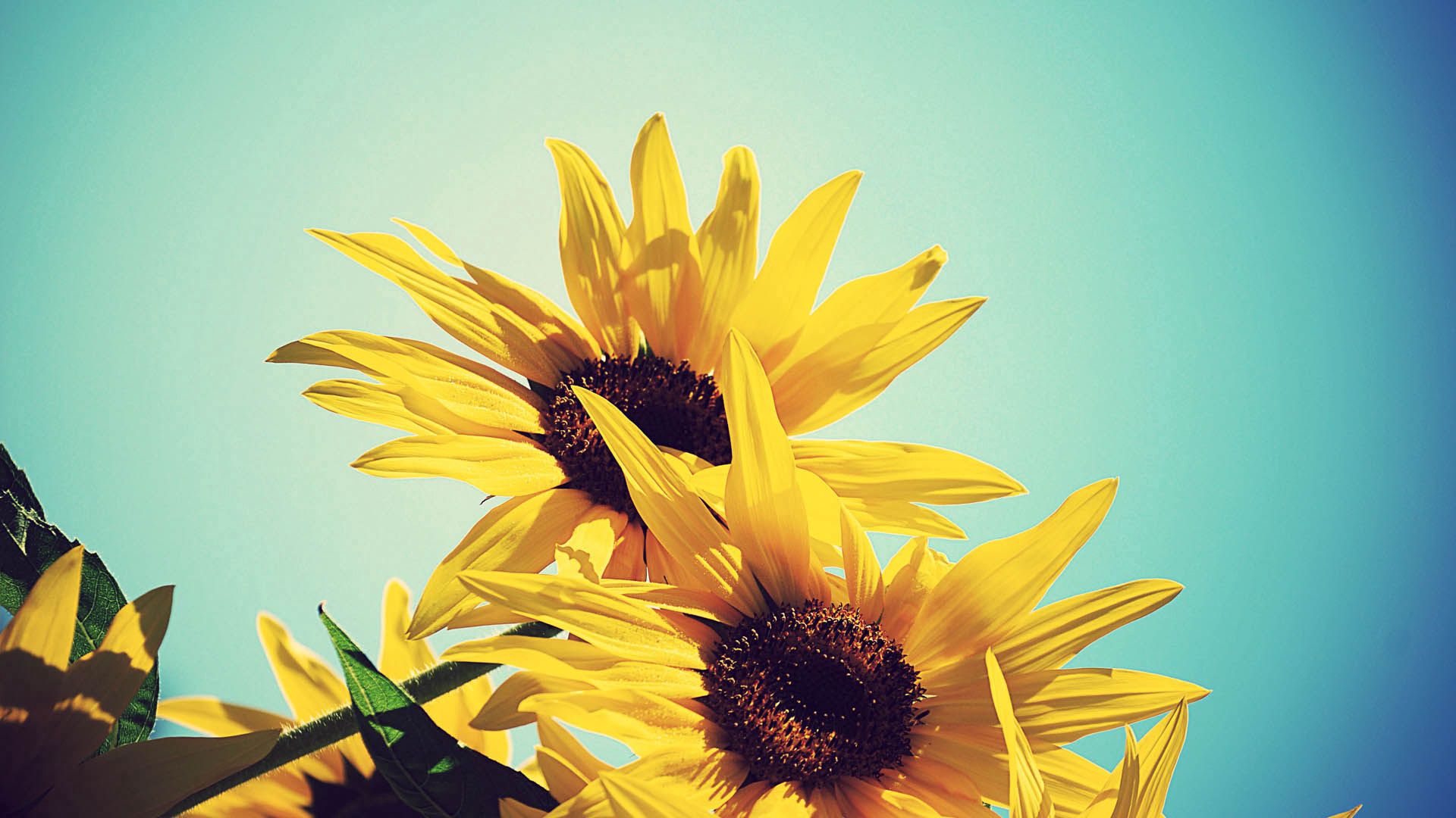 Download mobile wallpaper Bloom, Flowers, Flowering, Plant, Sunflowers for free.