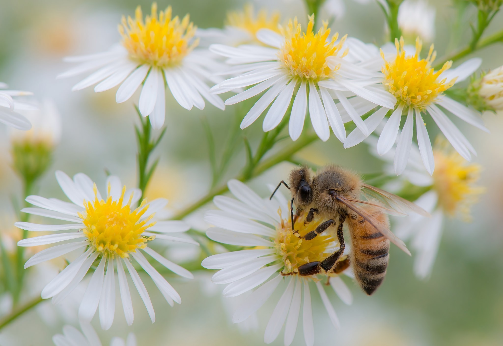 Handy-Wallpaper Biene, Gänseblümchen, Insekten, Tiere kostenlos herunterladen.