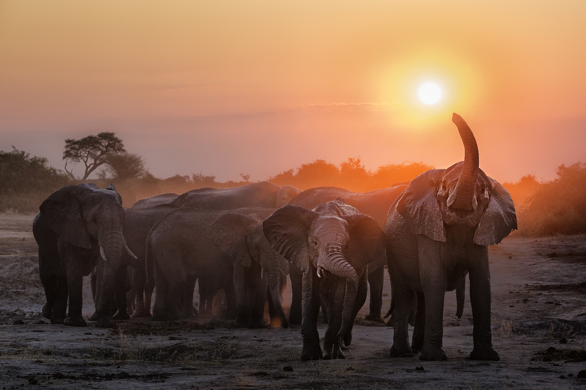 無料モバイル壁紙動物, 日没, アフリカゾウ, ゾウをダウンロードします。