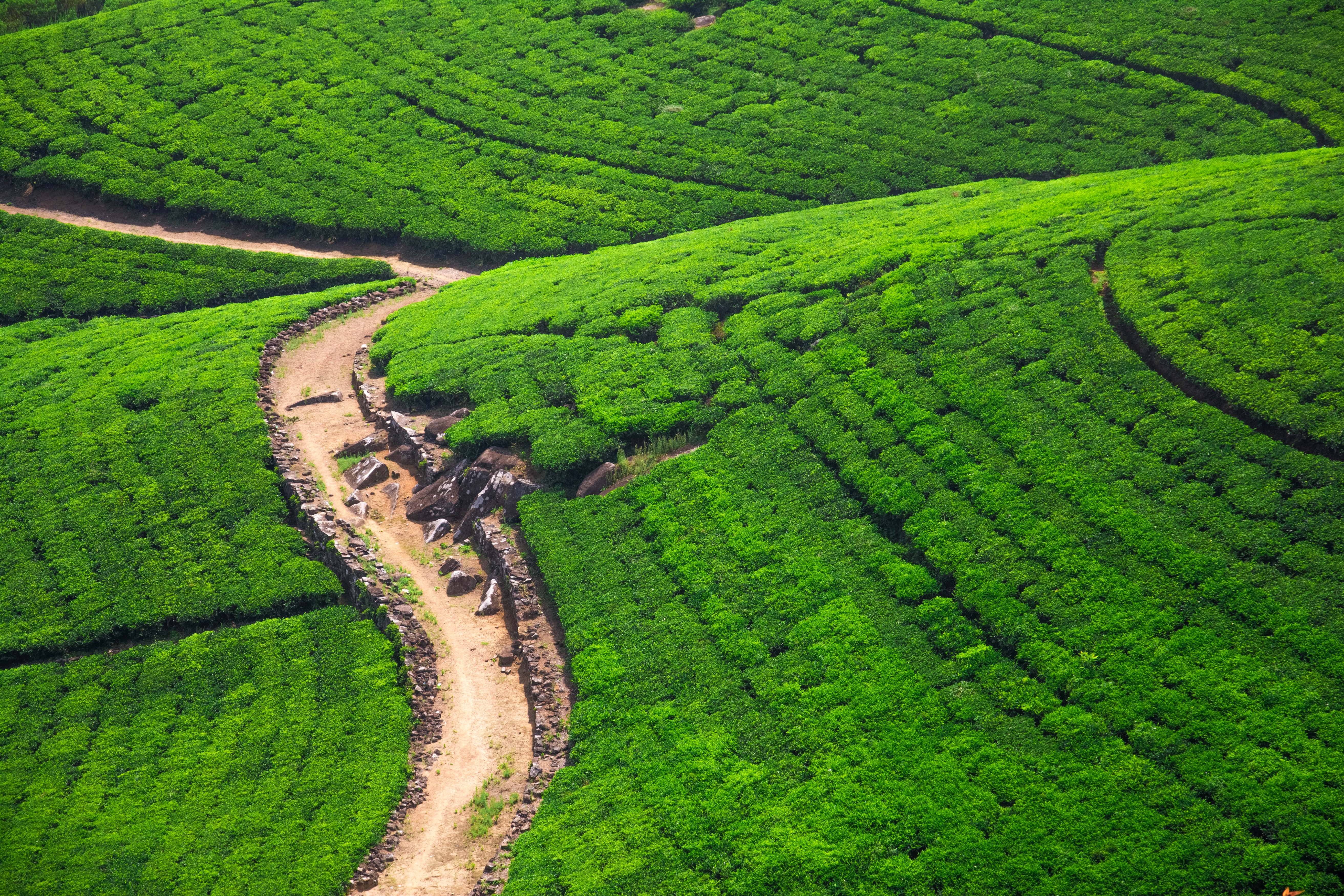 man made, tea plantation, field, hill, nature, path