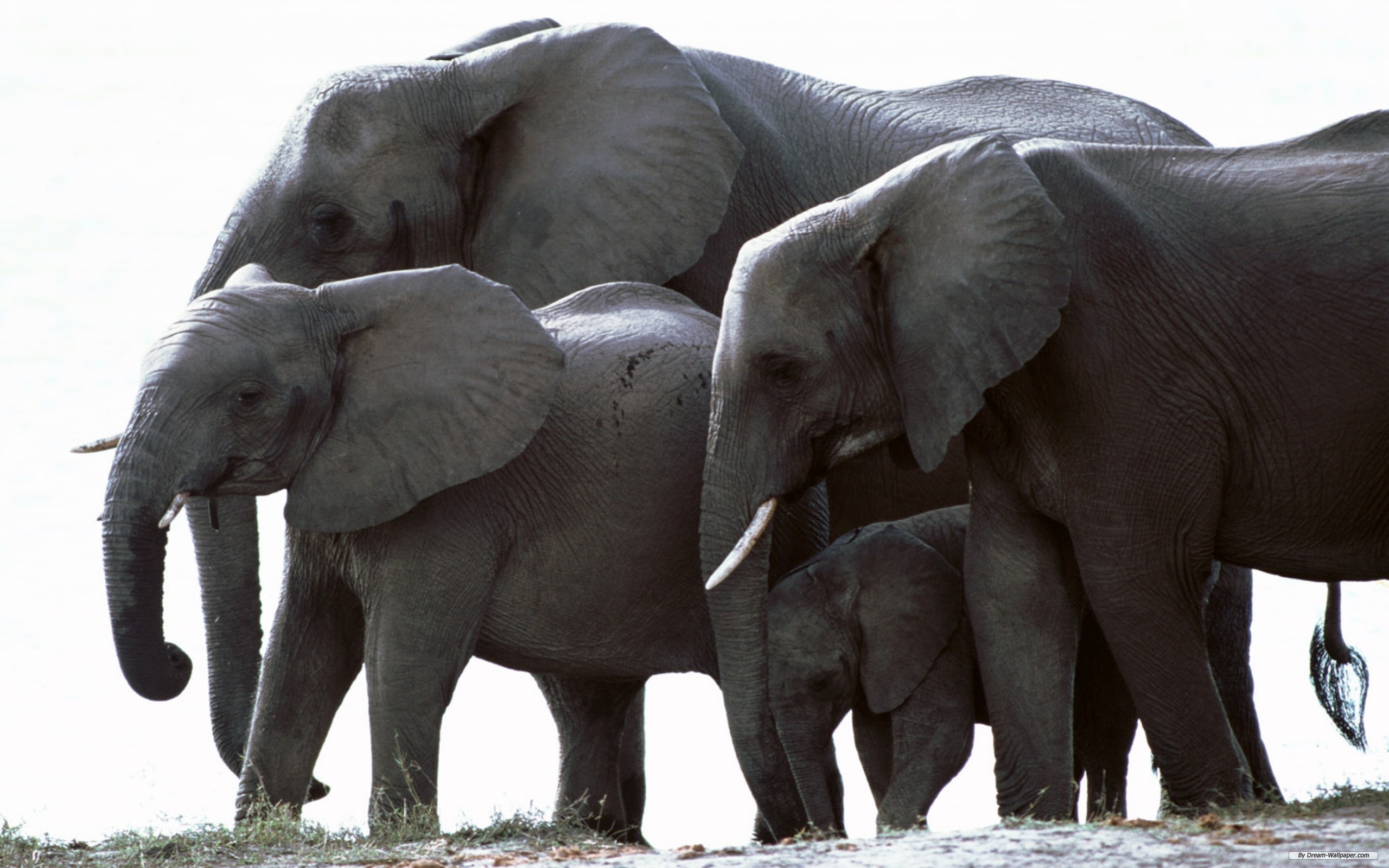 175299 завантажити шпалери тварина, африканський чагарниковий слон, слони - заставки і картинки безкоштовно