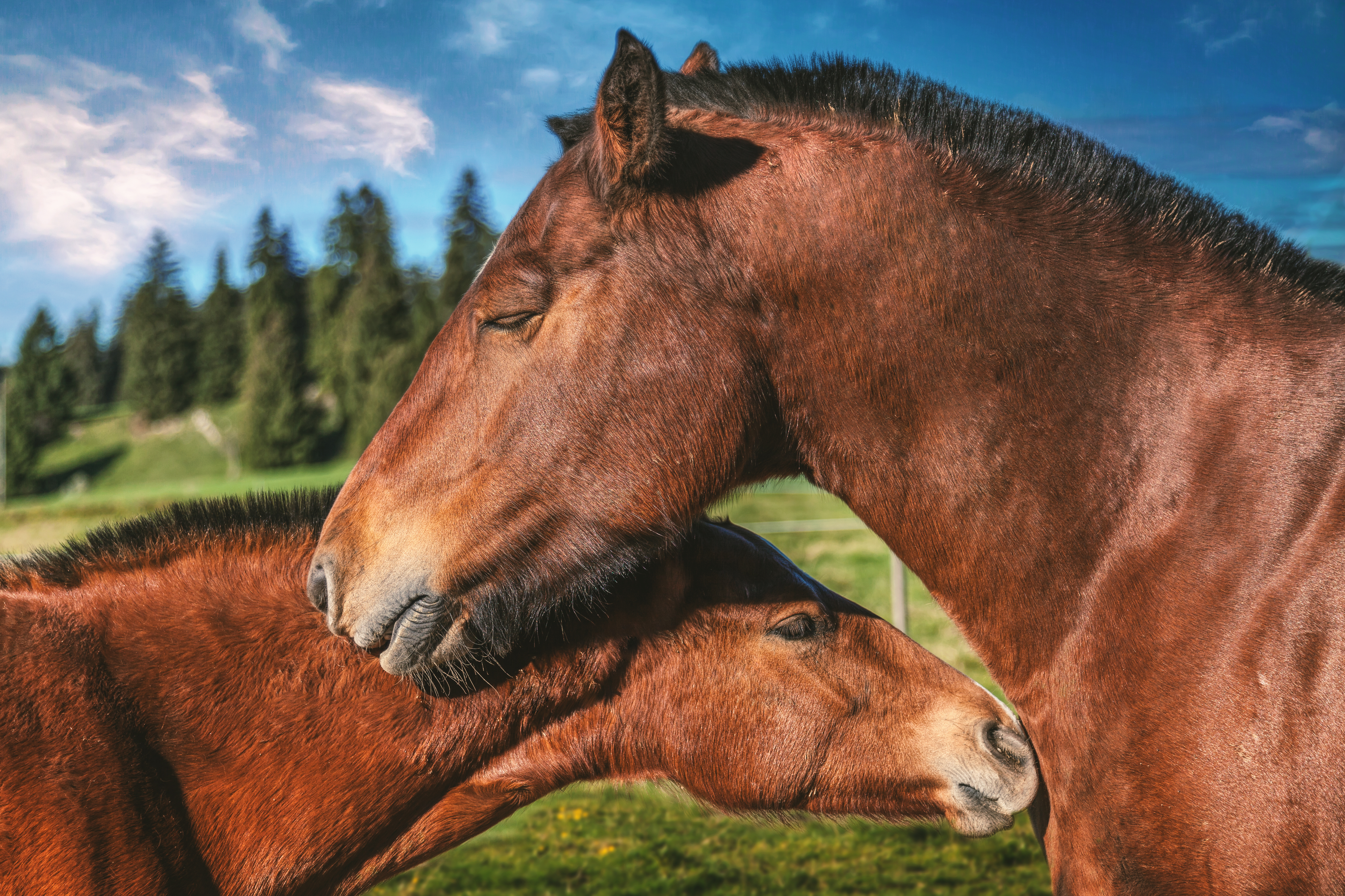 Laden Sie das Tiere, Liebe, Paar, Hauspferd-Bild kostenlos auf Ihren PC-Desktop herunter