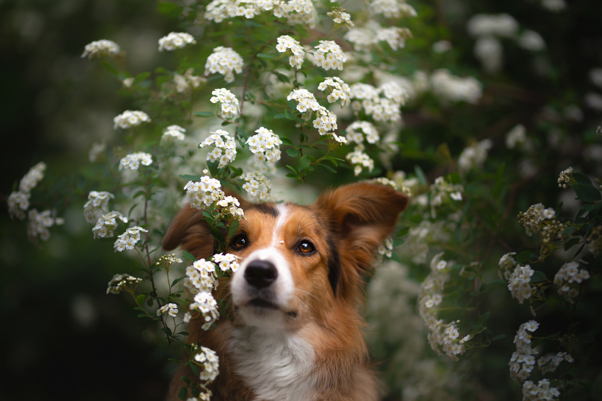 Download mobile wallpaper Dogs, Dog, Animal, White Flower for free.