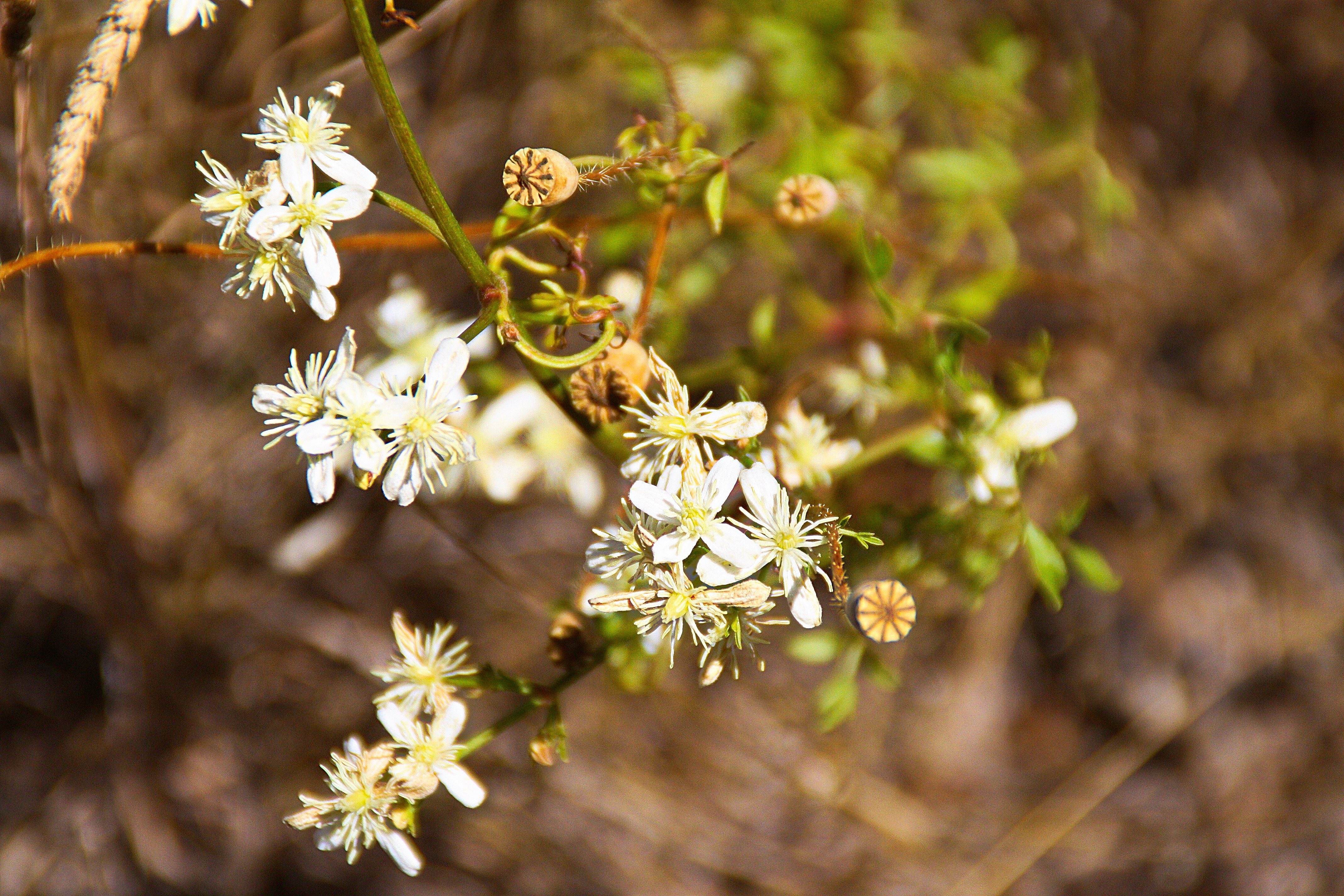 Free download wallpaper Flowers, Flower, Earth on your PC desktop