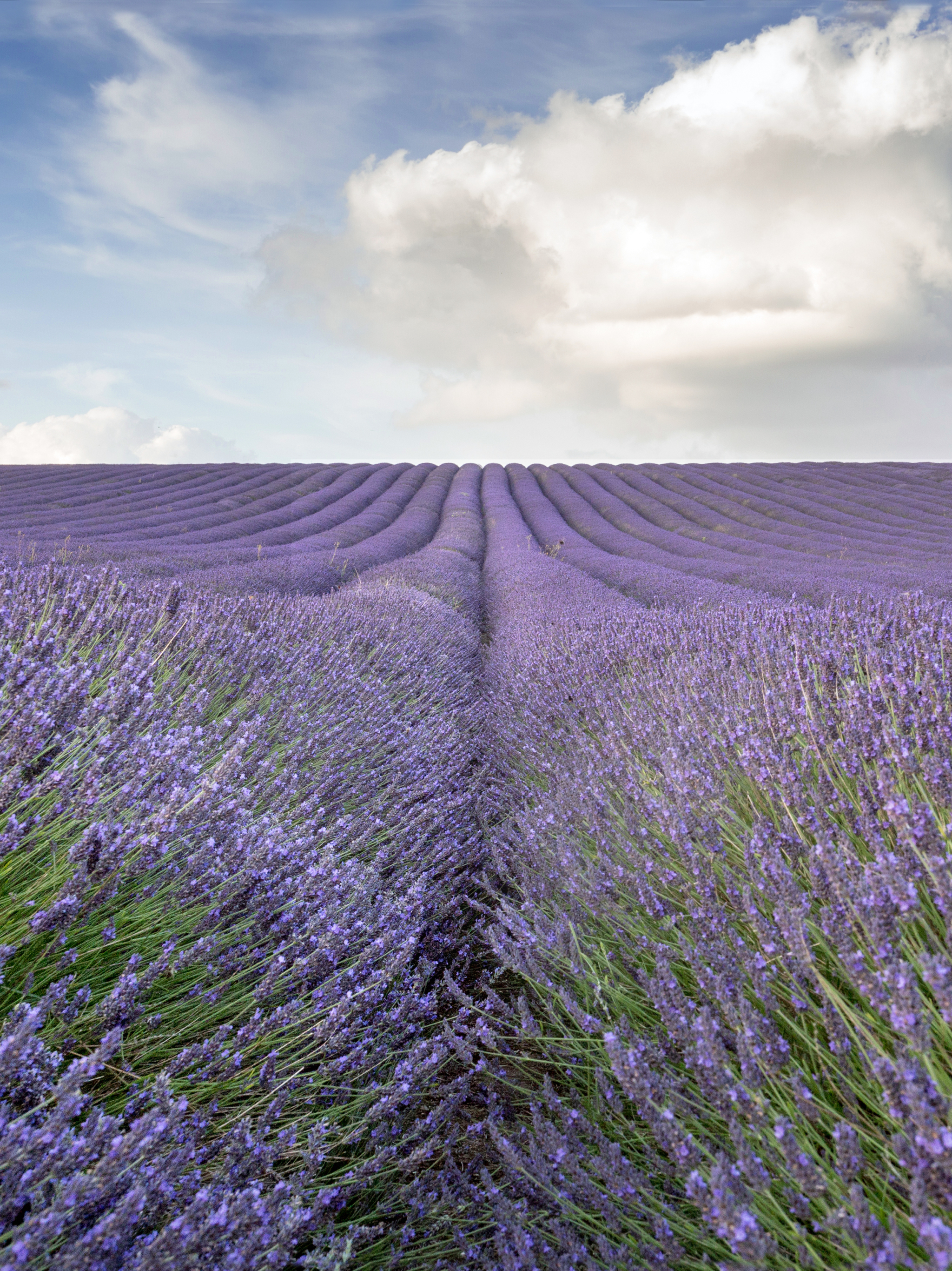 Free download wallpaper Nature, Flowers, Horizon, Flower, Earth, Field, Cloud, Lavender, Purple Flower on your PC desktop