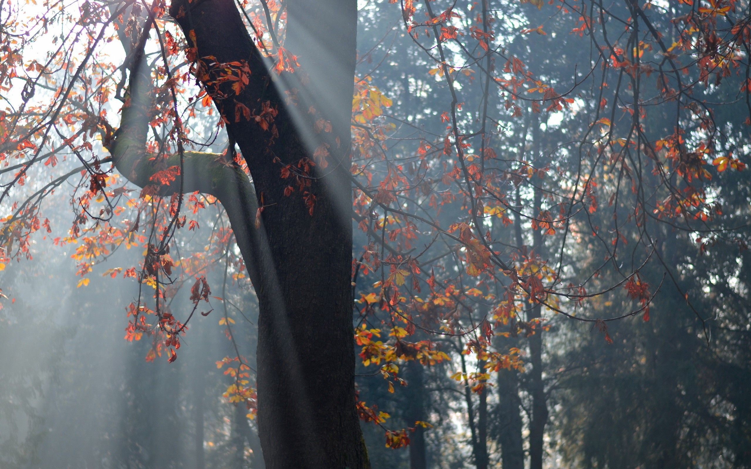 Скачать картинку Деревья, Природа, Листья, Осень в телефон бесплатно.