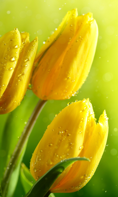 Download mobile wallpaper Flowers, Flower, Earth, Bokeh, Tulip, Yellow Flower for free.