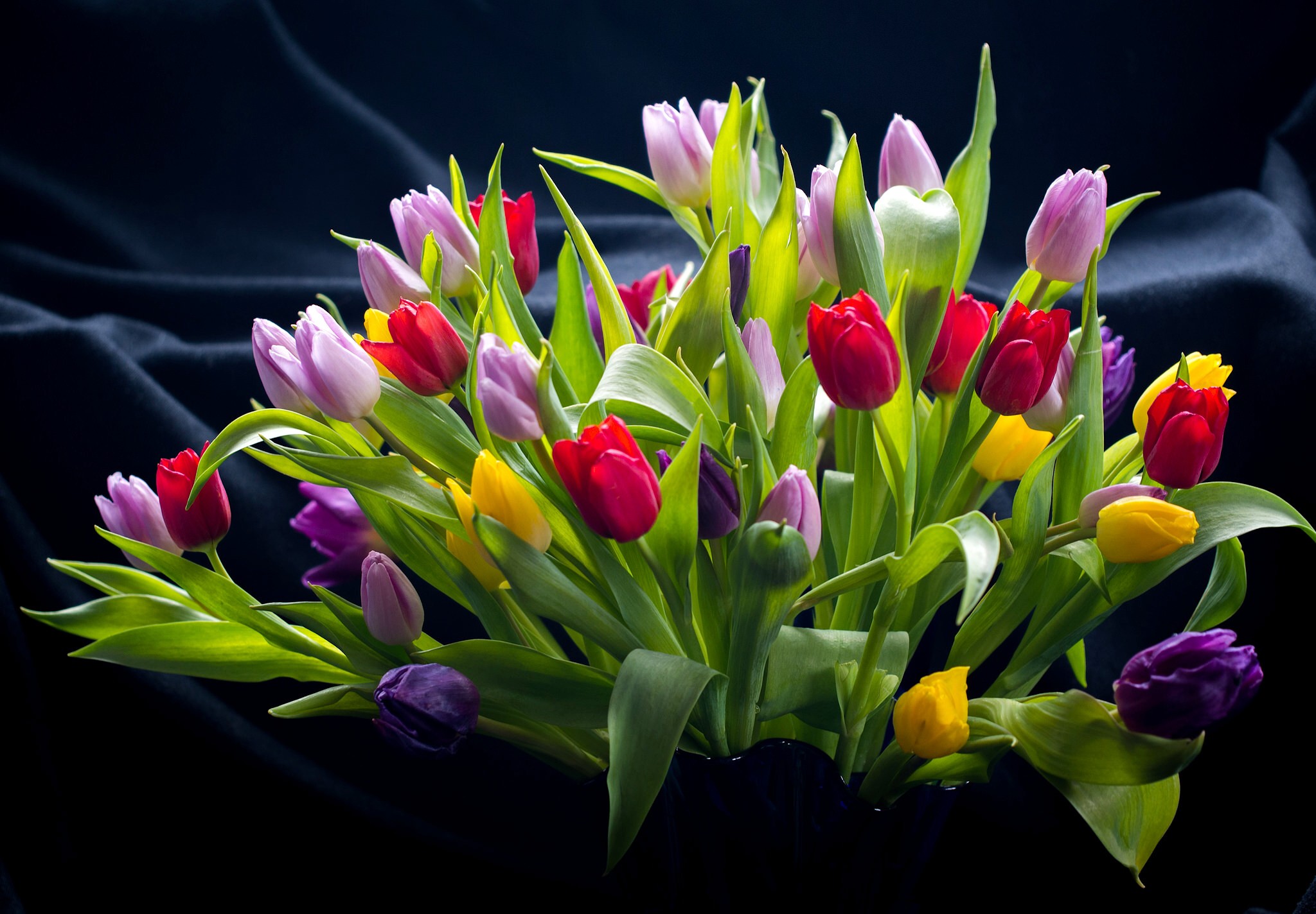 Free download wallpaper Still Life, Flower, Colors, Colorful, Tulip, Man Made on your PC desktop