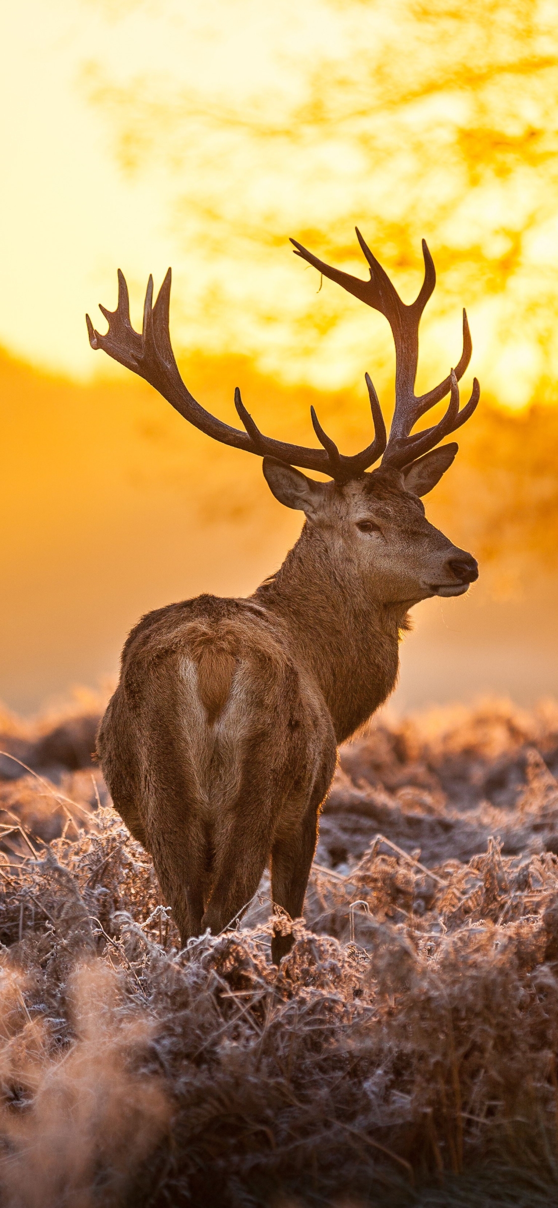 buck, animal, elk, sunset, deer