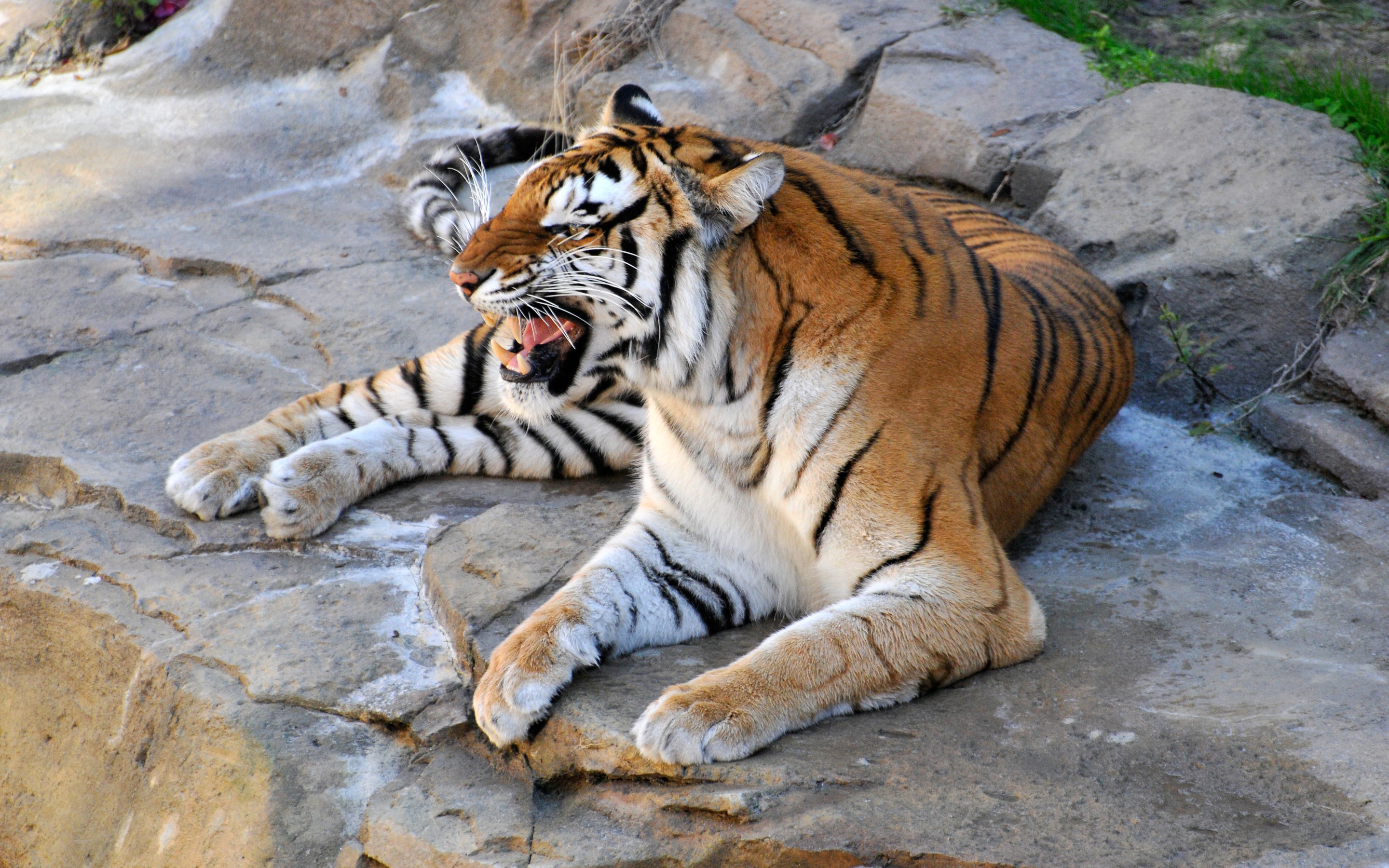 Téléchargez gratuitement l'image Animaux, Chats, Tigre sur le bureau de votre PC