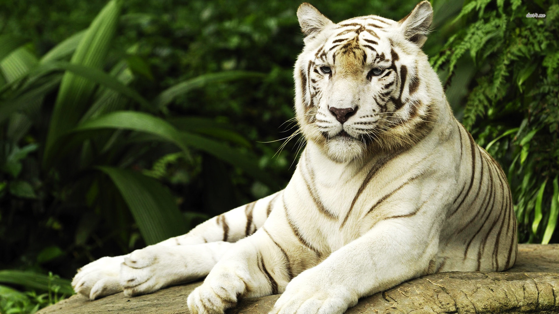 Скачать картинку Животные, Тигр, Белый Тигр в телефон бесплатно.
