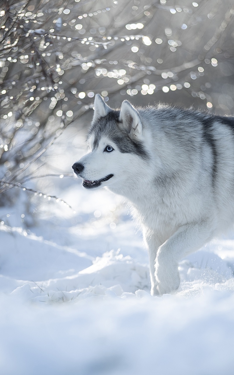 Скачать картинку Животные, Зима, Собаки, Снег, Собака, Хаски в телефон бесплатно.