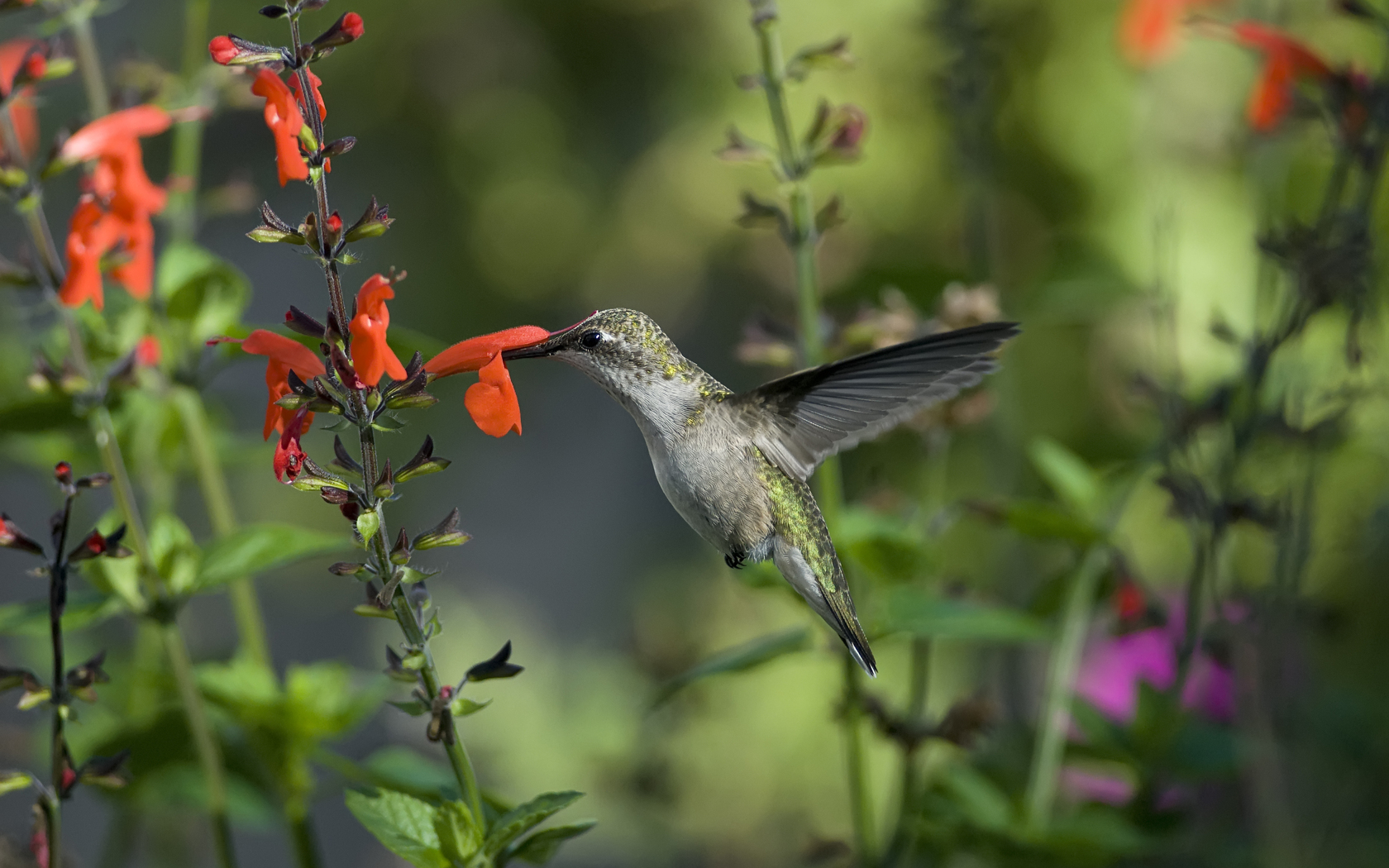 Handy-Wallpaper Kolibri, Vögel, Tiere kostenlos herunterladen.