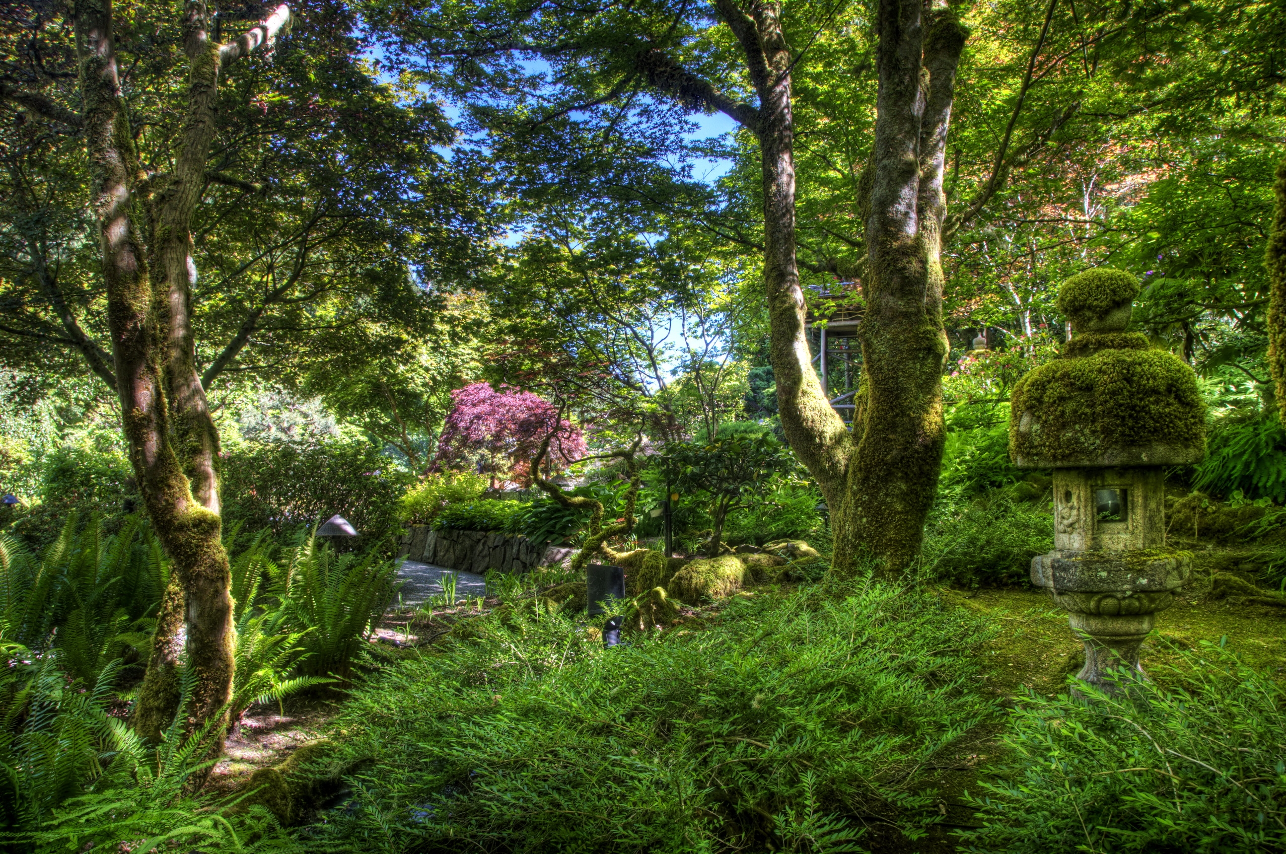 Laden Sie das Natur, Bäume, Farn, Moss, Garten, Moos-Bild kostenlos auf Ihren PC-Desktop herunter