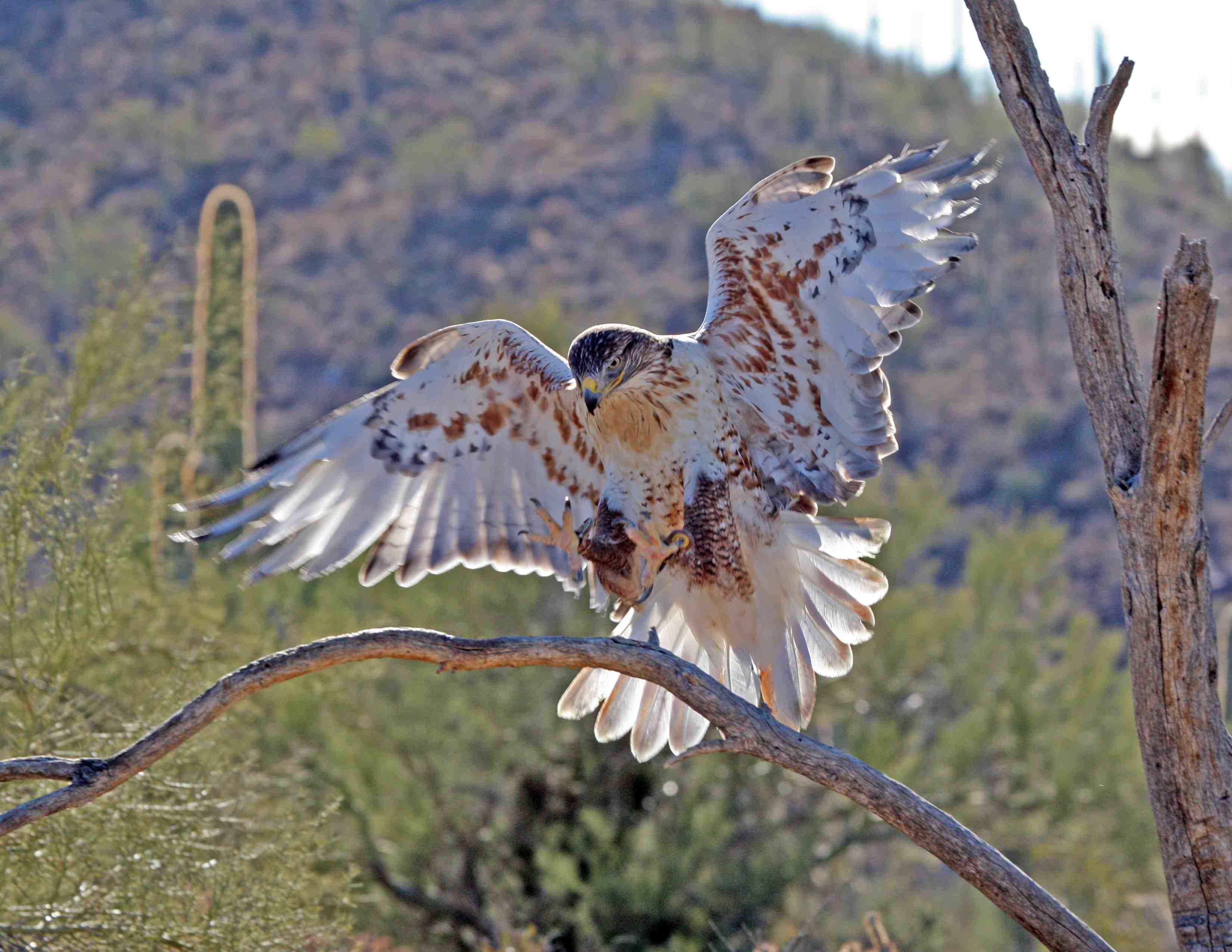 Free download wallpaper Eagle, Birds, Animal on your PC desktop