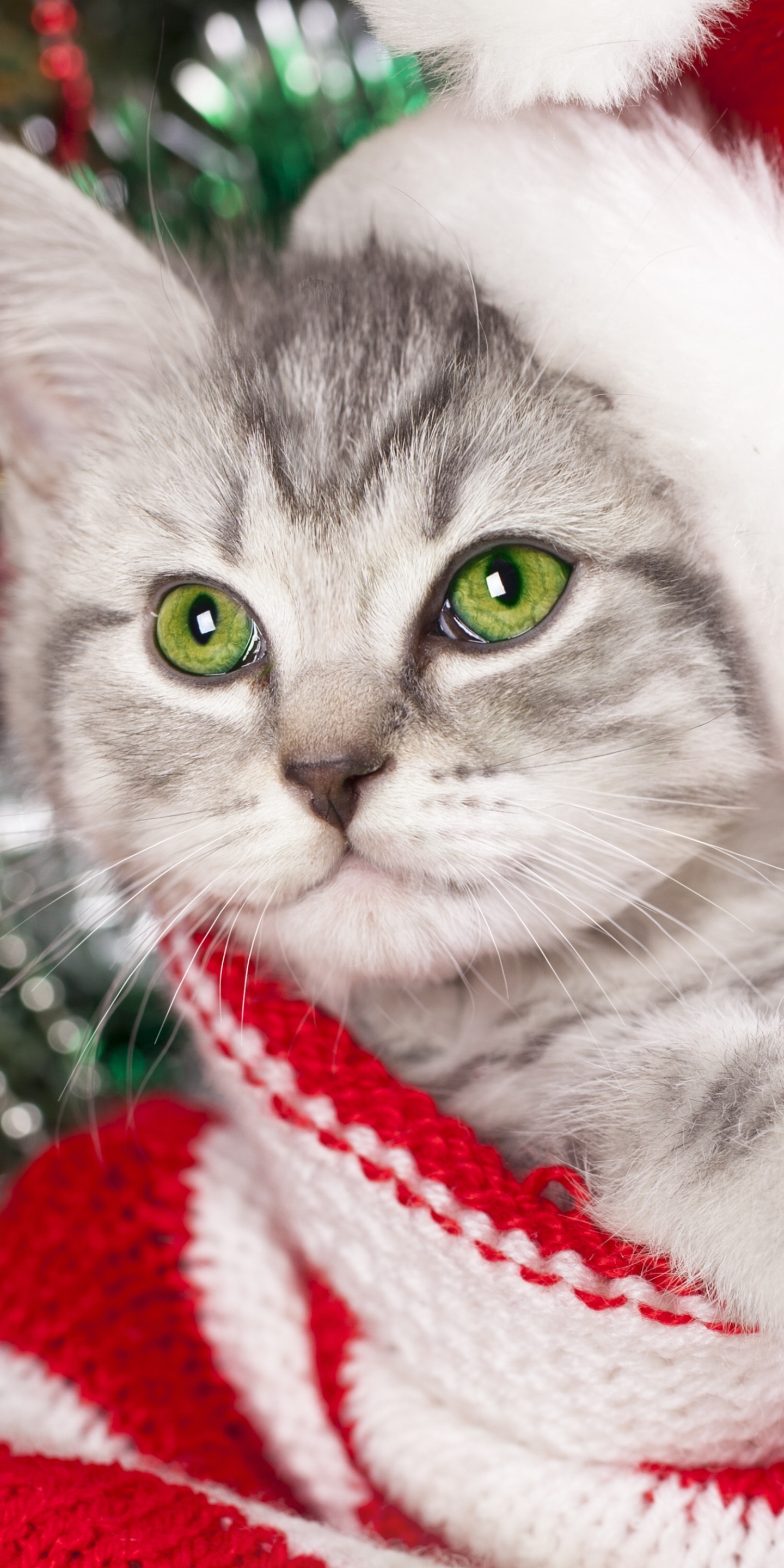 Download mobile wallpaper Cats, Cat, Kitten, Christmas, Animal, Bokeh for free.