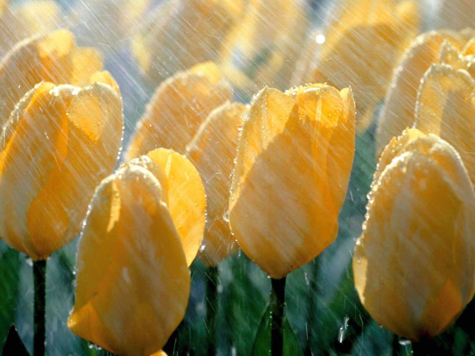 tulips, yellow, flowers, rain, drops, freshness