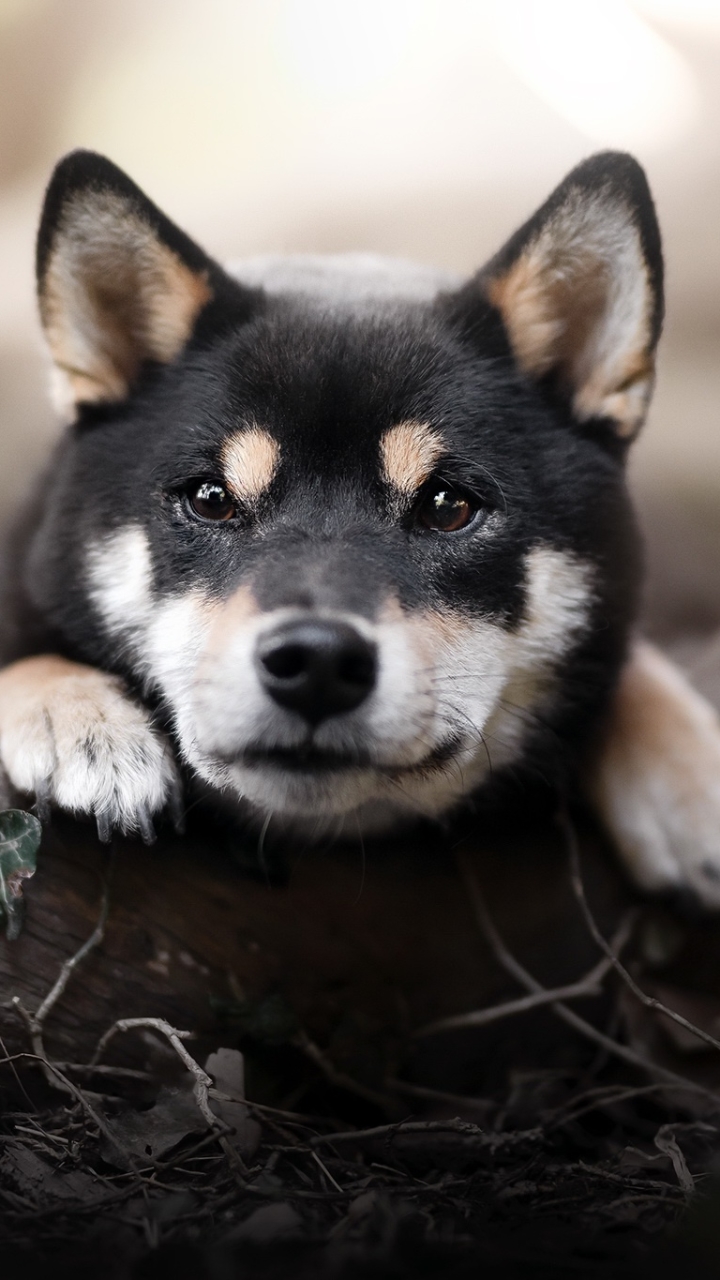 Download mobile wallpaper Dogs, Dog, Animal, Puppy, Shiba Inu, Baby Animal for free.