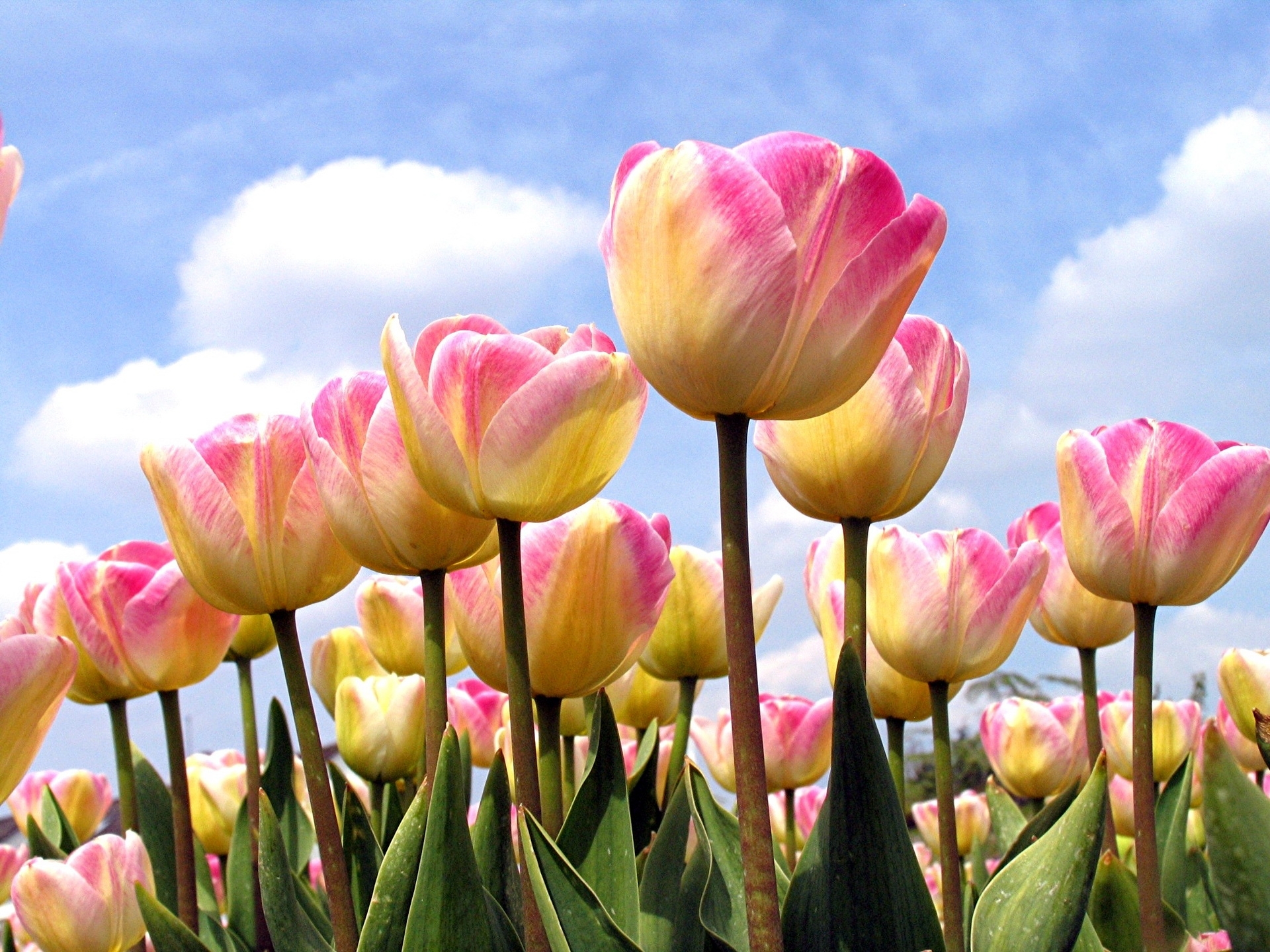 154147 baixar papel de parede flores, céu, tulipas, nuvens, dissolvido, solto, primavera - protetores de tela e imagens gratuitamente