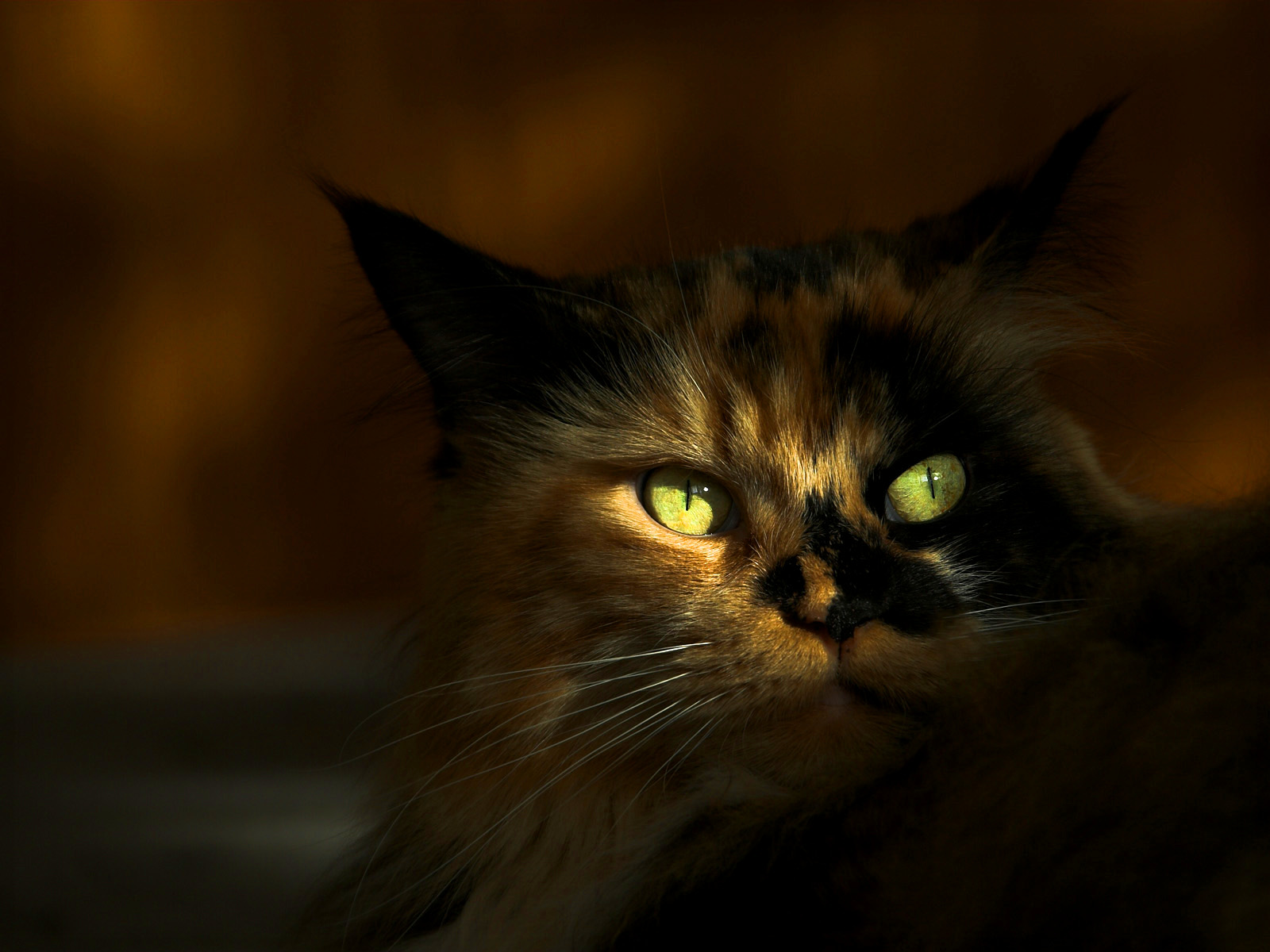 362643 descargar fondo de pantalla animales, gato, ojo, cabeza, gatos: protectores de pantalla e imágenes gratis