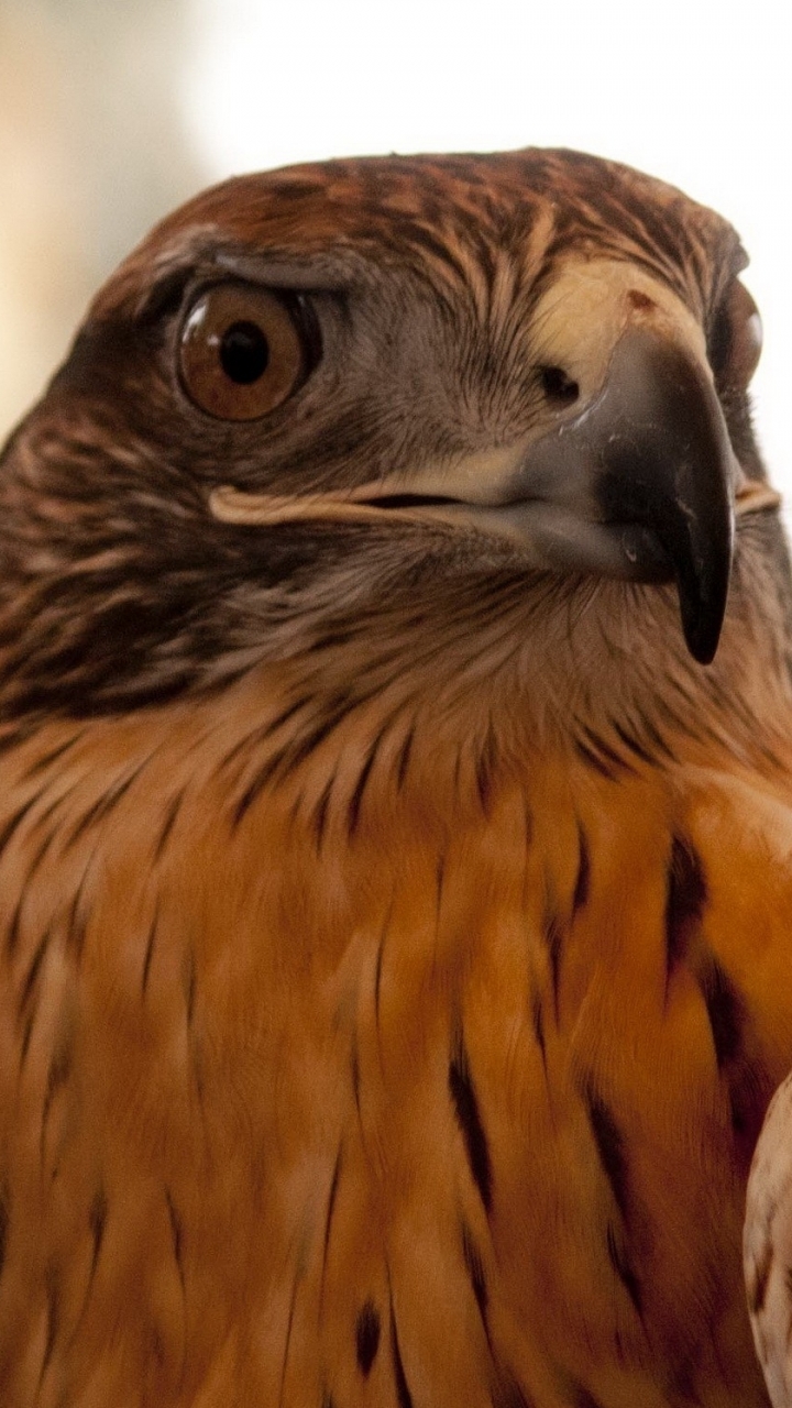 Téléchargez des papiers peints mobile Animaux, Aigle, Des Oiseaux gratuitement.