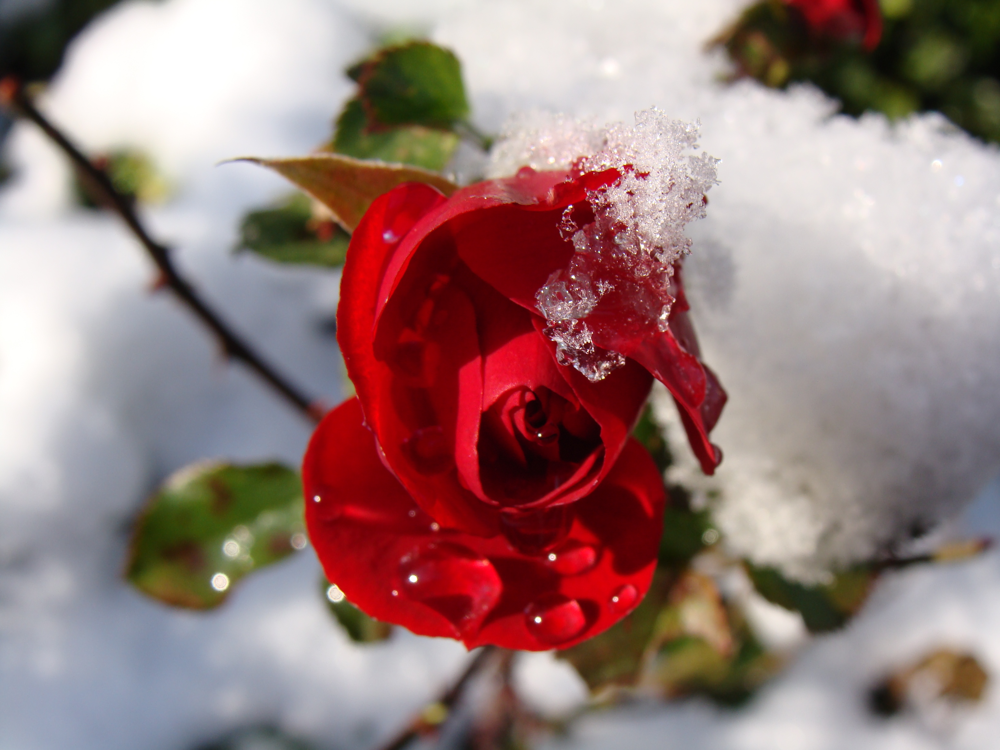 Laden Sie das Blumen, Rose, Erde/natur-Bild kostenlos auf Ihren PC-Desktop herunter