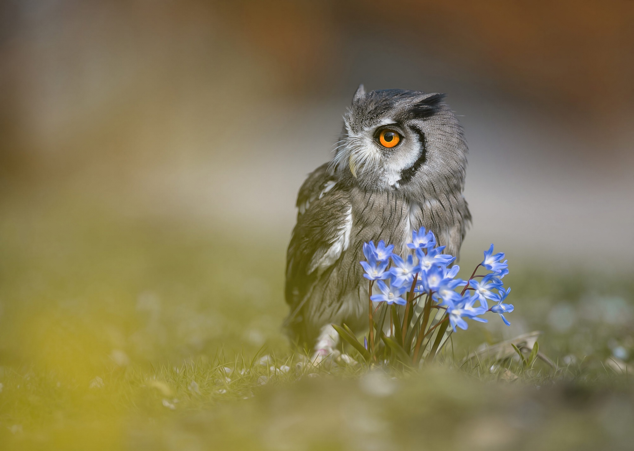 PCデスクトップに動物, 鳥, フクロウ, ぼかし, 青い花画像を無料でダウンロード