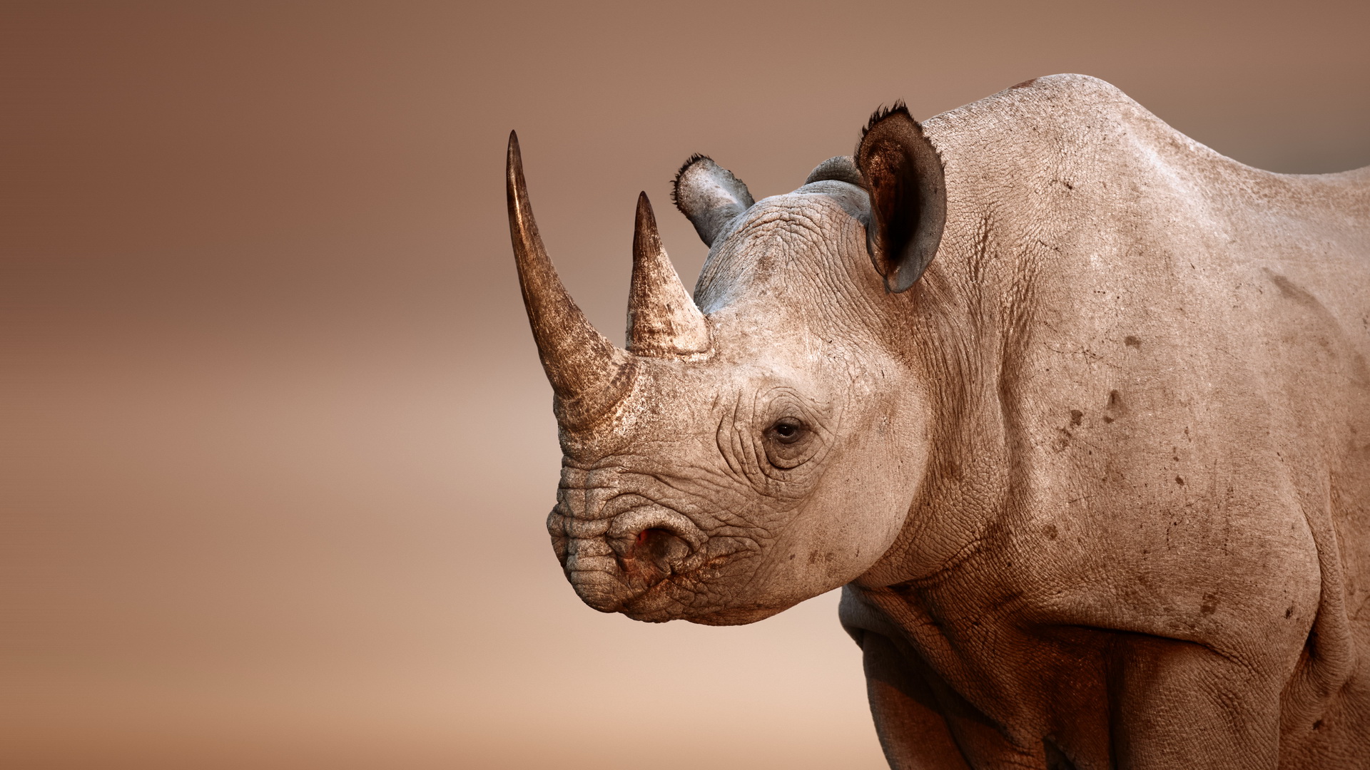Laden Sie das Tiere, Nashorn-Bild kostenlos auf Ihren PC-Desktop herunter
