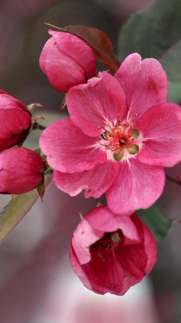 Descarga gratuita de fondo de pantalla para móvil de Florecer, Flores, Tierra/naturaleza.