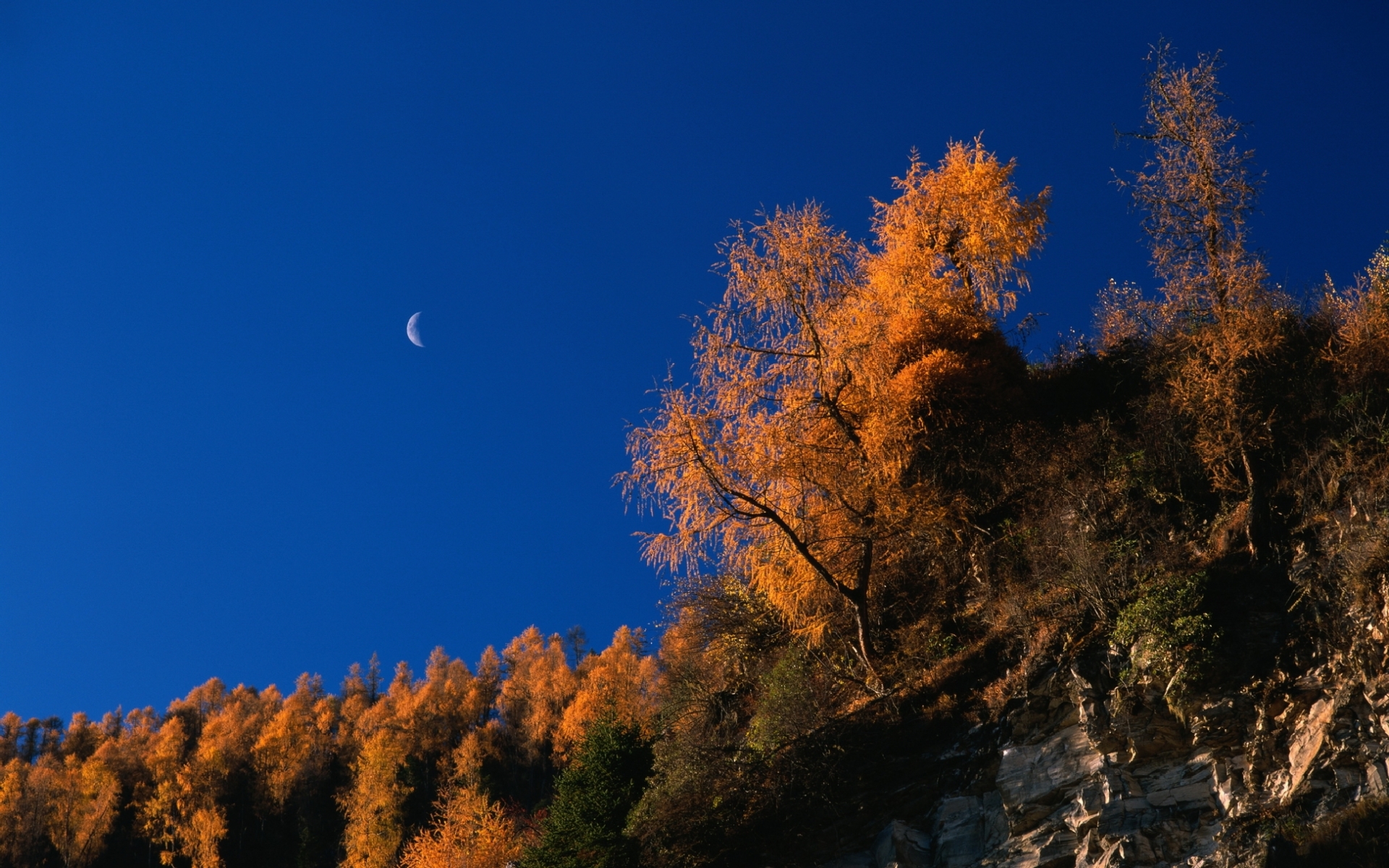 landscape, trees, autumn cellphone