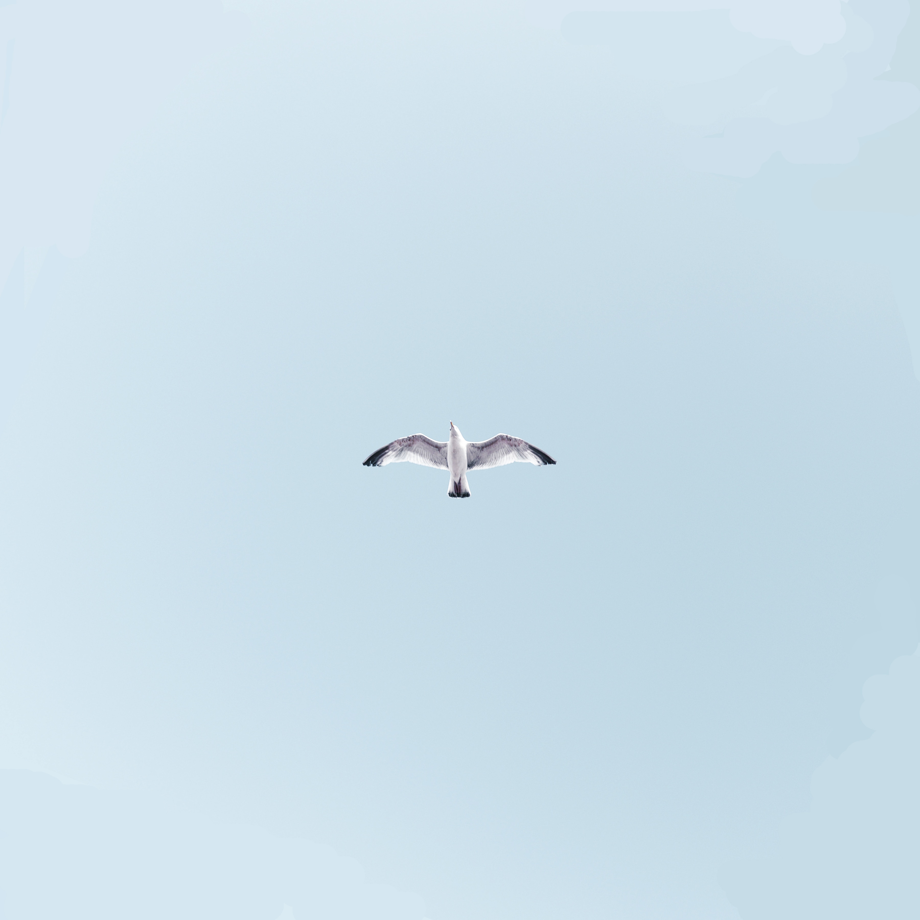 156077 скачать картинку минимализм, крылья, небо, птица, полет, чайка, взмах - обои и заставки бесплатно