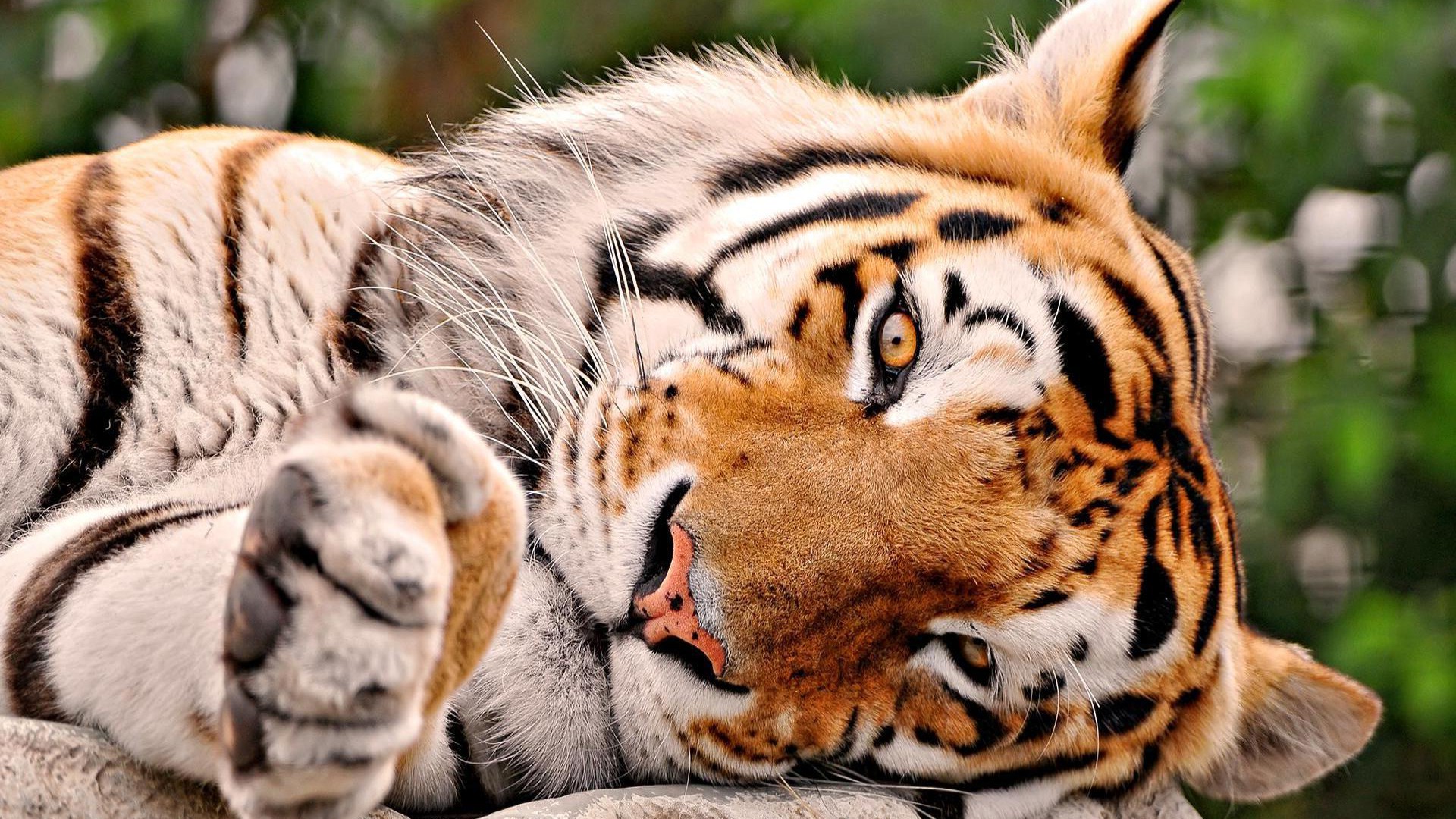 Free download wallpaper Cats, Close Up, Tiger, Animal, Face, Resting on your PC desktop