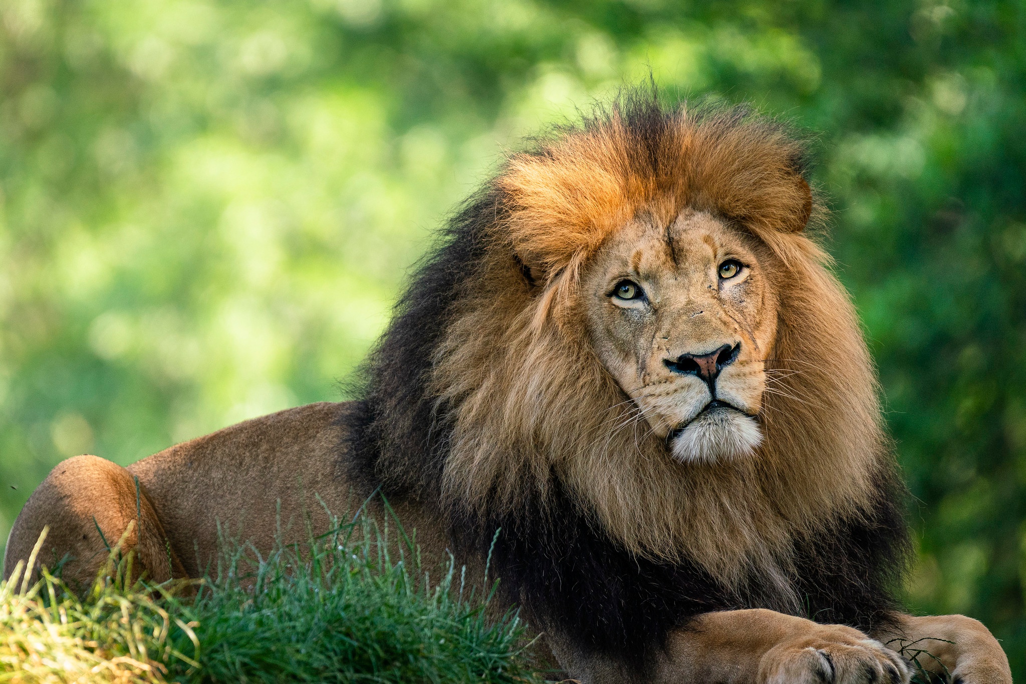 Descarga gratuita de fondo de pantalla para móvil de Animales, Gatos, León.