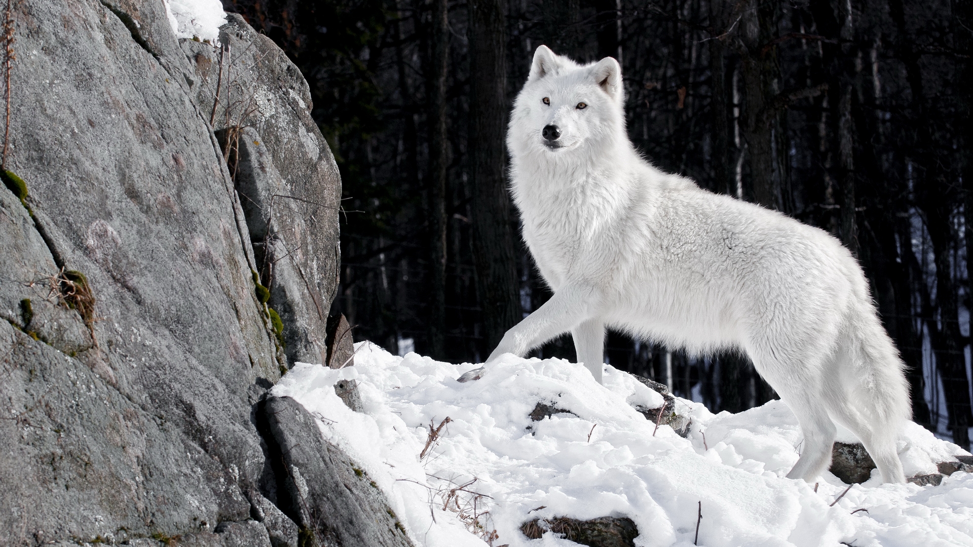 Handy-Wallpaper Tiere, Wolf kostenlos herunterladen.