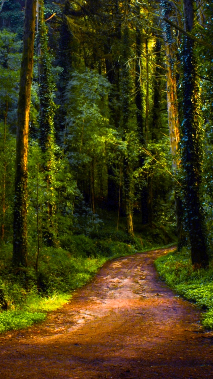 Скачать картинку Лес, Зеленый, Дорожка, Земля/природа, Грязная Дорога в телефон бесплатно.