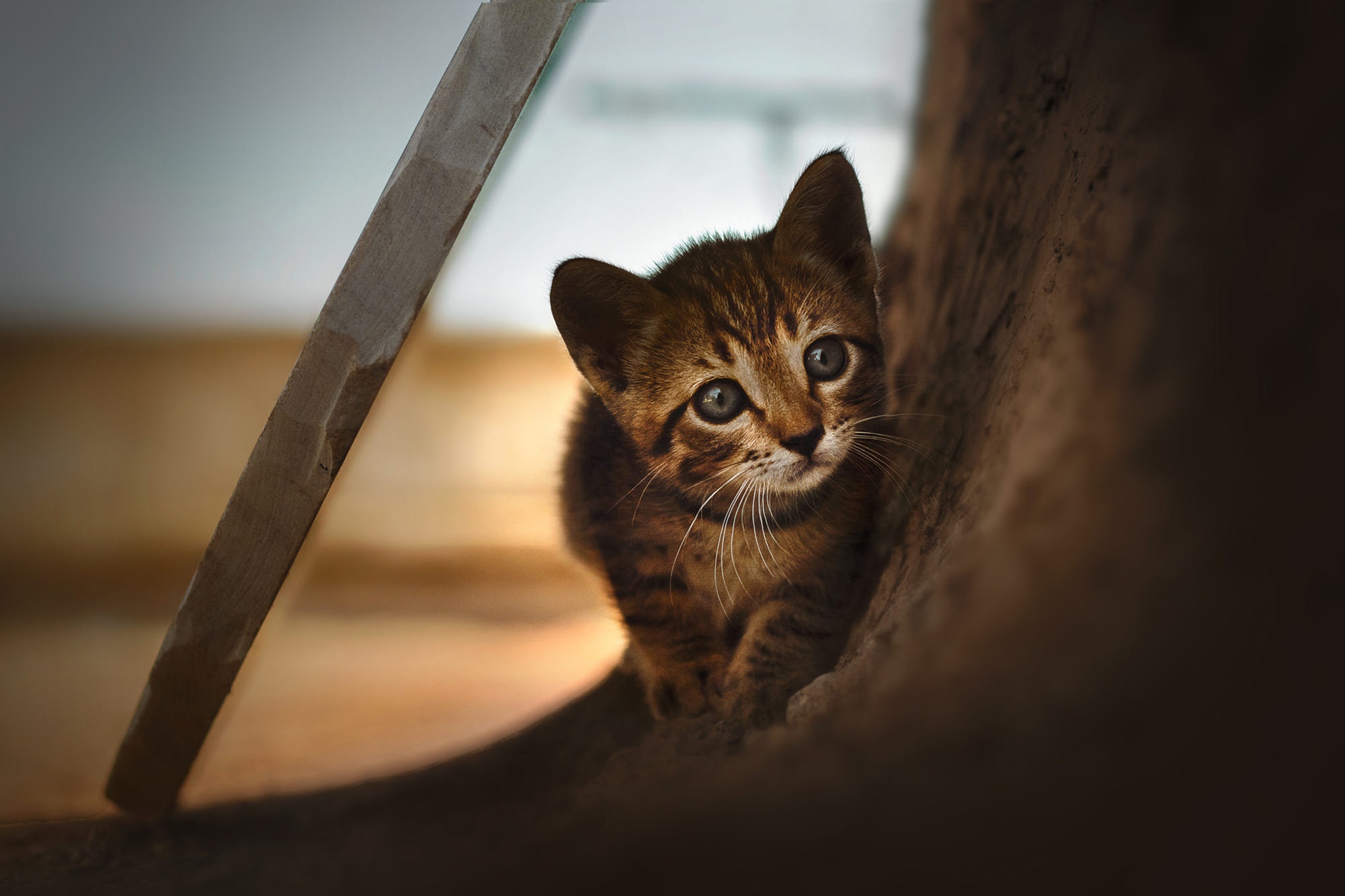 Téléchargez gratuitement l'image Animaux, Chats, Chat, Chaton, Bébé Animal sur le bureau de votre PC