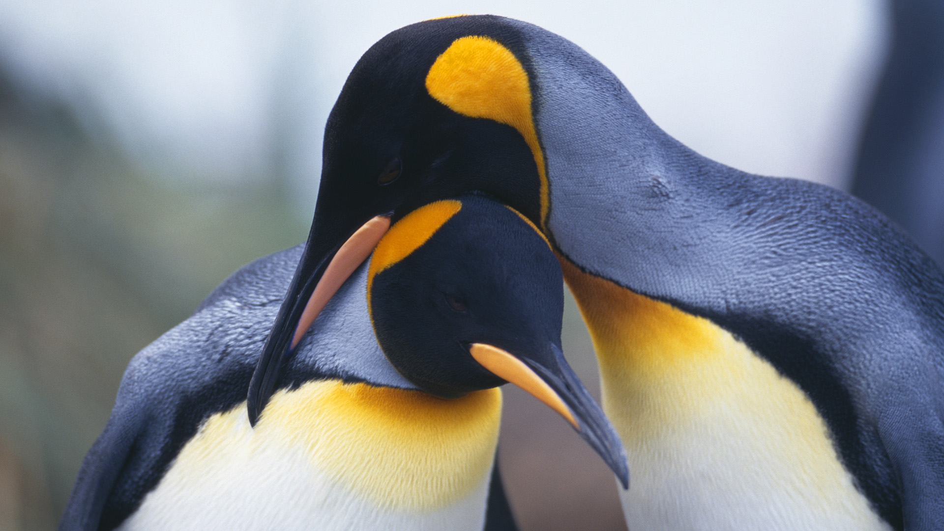 287304壁紙のダウンロード動物, 皇帝ペンギン, 鳥-スクリーンセーバーと写真を無料で