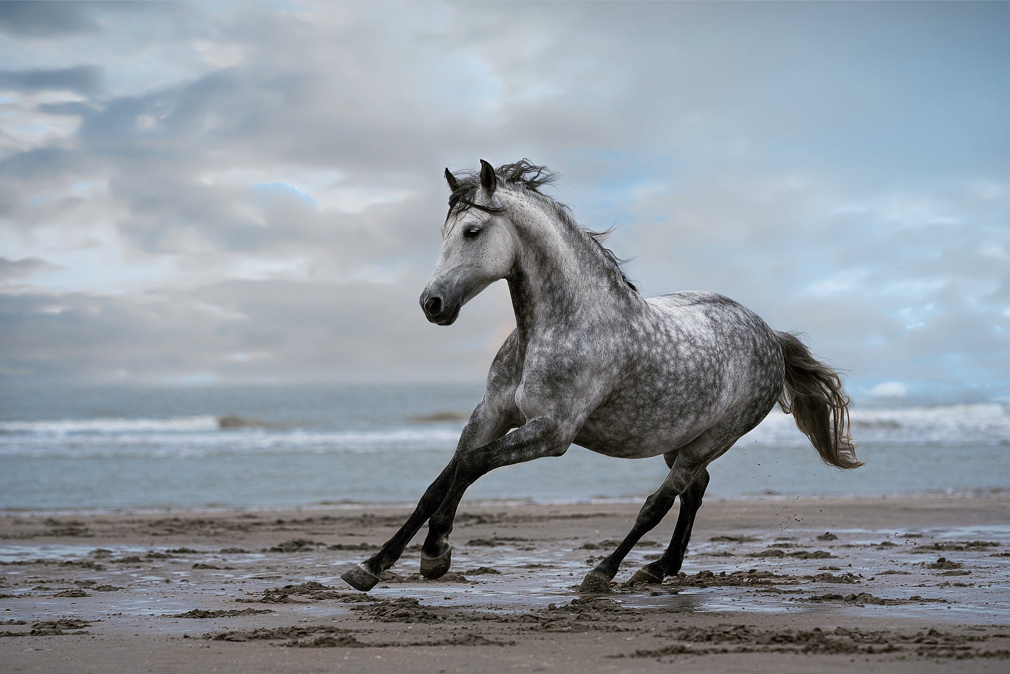 Free download wallpaper Animal, Horse on your PC desktop