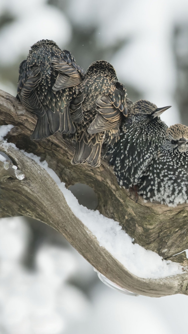 Descarga gratuita de fondo de pantalla para móvil de Animales, Invierno, Rama, Aves, Ave.