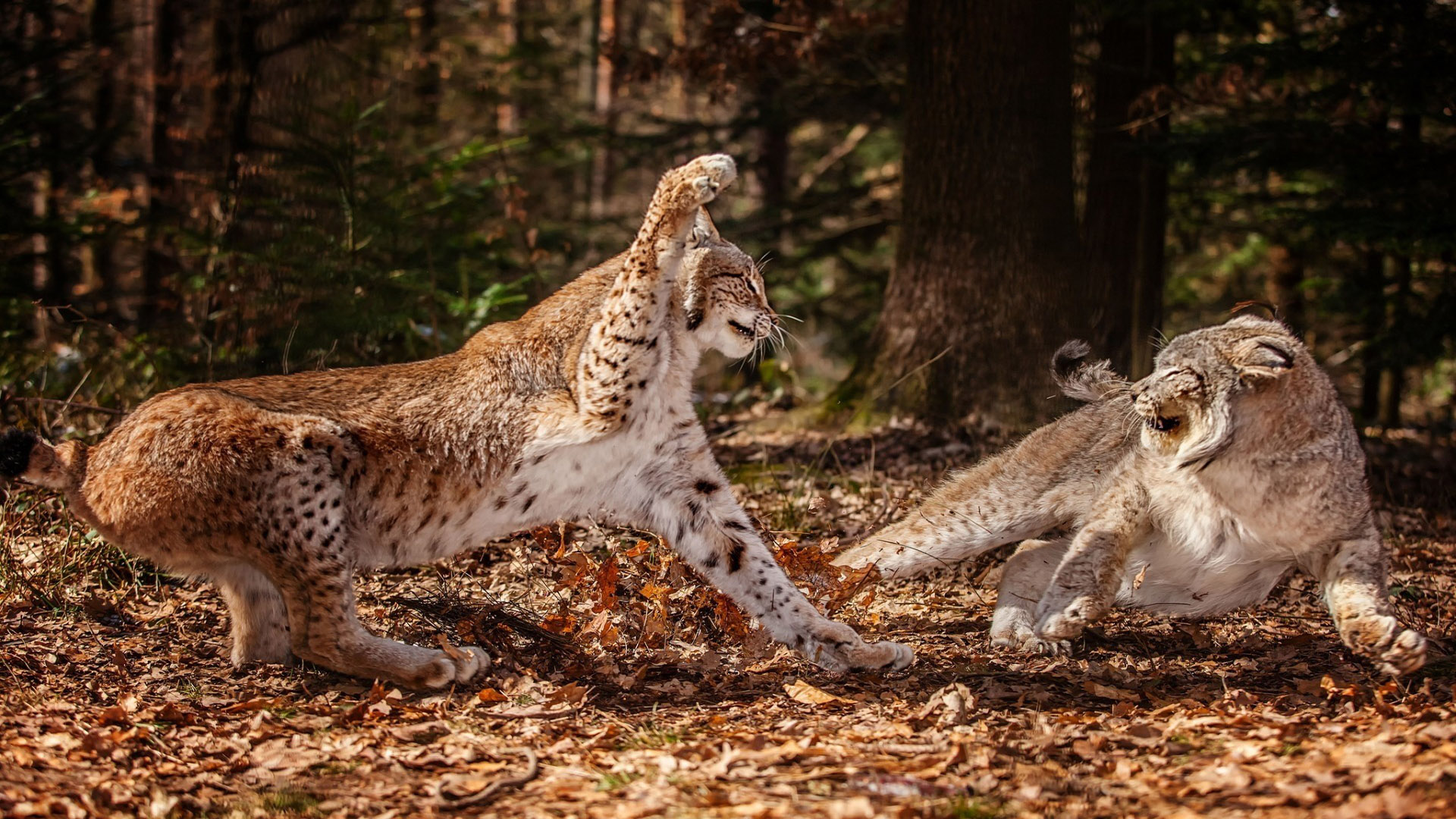 Téléchargez gratuitement l'image Animaux, Chats, Lynx sur le bureau de votre PC